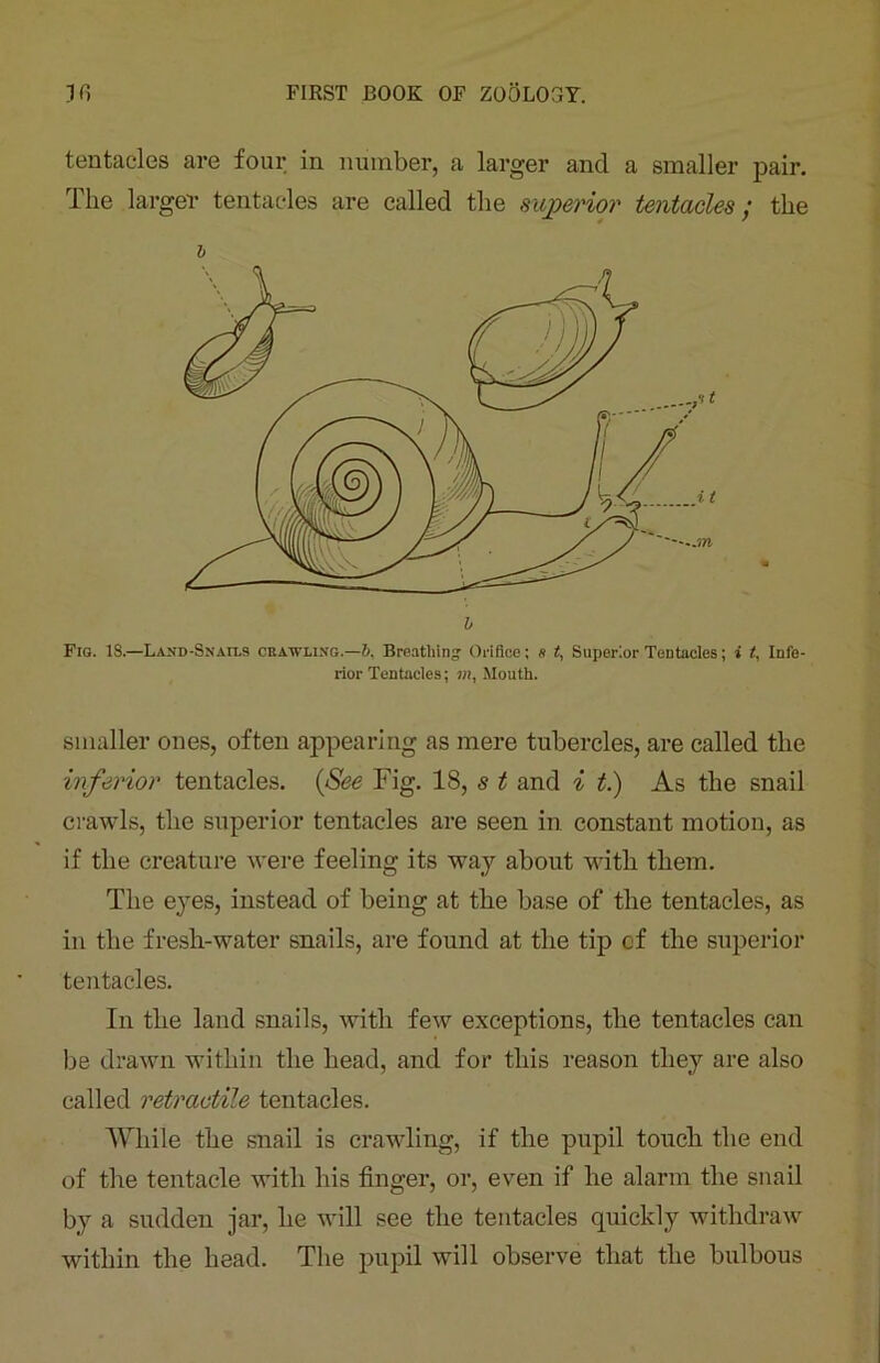 tentacles are four in number, a larger and a smaller pair. The larger tentacles are called the superior tentacles; the i Fig. 18.—Land-Snails crawling.—6, Breathing- Orifice; s t, Superior Tentacles; i t. Infe- rior Tentacles; w, Mouth. smaller ones, often appearing as mere tubercles, are called the inferior tentacles. (See Fig. 18, s t and i t.) As the snail crawls, the superior tentacles are seen in constant motion, as if the creature were feeling its way about with them. The eyes, instead of being at the base of the tentacles, as in the fresh-water snails, are found at the tip cf the superior tentacles. In the land snails, with few exceptions, the tentacles can be drawn within the head, and for this reason they are also called retractile tentacles. While the snail is crawling, if the pupil touch the end of the tentacle with his finger, or, even if he alarm the snail by a sudden jar, he will see the tentacles quickly withdraw within the head. The pupil will observe that the bulbous