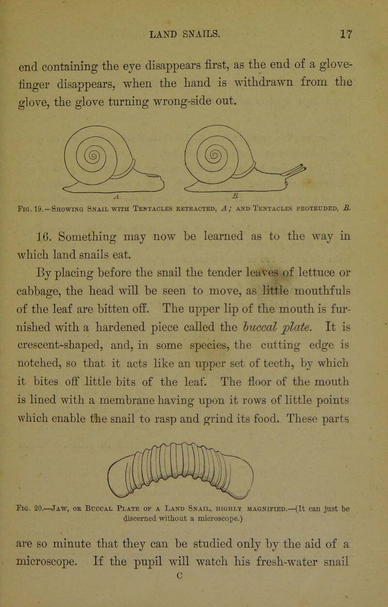 end containing the eye disappears first, as the end of a glove- finger disappears, when the hand is withdrawn from the glove, the glove turning wrong-side out. 16. Something may now he learned as to the way in which land snails eat. By placing before the snail the tender leaves of lettuce or cabbage, the head will be seen to move, as little mouthfuls of the leaf are bitten off. The upper lip of the mouth is fur- nished with a hardened piece called the buccal plate. It is crescent-shaped, and, in some species, the cutting edge is notched, so that it acts like an upper set of teeth, by which it bites off little bits of the leaf. The floor of the mouth is lined with a membrane having upon it rows of little points which enable the snail to rasp and grind its food. These parts Fig. 20.—Jaw, or Buccal Plate of a Land Snail, highly magnified.—(It can just be discerned without a microscope.) are so minute that they can be studied only by the aid of a microscope. If the pupil will watch his fresh-water snail c