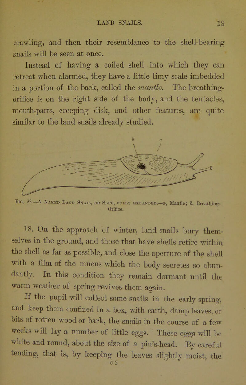 crawling, and then their resemblance to the shell-bearing snails will be seen at once. Instead of having a coiled shell into which they can retreat when alarmed, they have a little limy scale imbedded in a portion of the back, called the mantle. The bi’eathing- orifice is on the right side of the body, and the tentacles, mouth-parts, creeping disk, and other features, are quite similar to the land snails already studied. b a Fig. 22.—A Naked Land Snail, or Slug, fully expanded.—a, Mantle; l>, Breathings Orifice. 18. On the approach of winter, land snails bury them- selves in the ground, and those that have shells retire within the shell as far as possible, and close the aperture of the shell with a film of the mucus which the body secretes so abun- dantly. In this condition they remain dormant until the warm weather of spring revives them again. If the pupil will collect some snails in the early spring, and keep them confined in a box, with earth, damp leaves, or bits of rotten wood or bark, the snails in the course of a few weeks will lay a number of little eggs. These eggs will be white and round, about the size of a pin’s-head. By careful tending, that is, by keeping the leaves slightly moist, the c 2