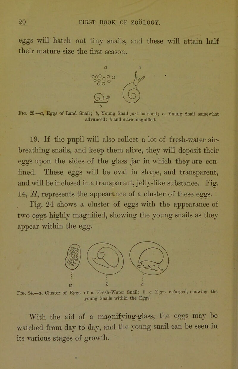 eggs will batch out tiny snails, and these will attain half their mature size the first season. b Fig. 23.—a, Eggs of Land Snail; b, Young Snail just hatched; c, Young Snail somewhat advanced: b and o are magnified. 19. If the pupil will also collect a lot of fresh-water air- breathing snails, and keep them alive, they will deposit their eggs upon the sides of the glass jar in which they are con- fined. These eggs will be oval in shape, and transparent, and will be inclosed in a transparent, jelly-like substance. Fig. 14, II, represents the appearance of a cluster of these eggs. Fig. 24 shows a cluster of eggs with the appearance of two eggs highly magnified, showing the young snails as they appear within the egg. Fig. 24.—a, Cluster of Eggs of a Fresh-Water Snail; b, c, Eggs enlarged, showing the young Snails within the Eggs. With the aid of a magnifying-glass, the eggs may be watched from day to day, and the young snail can be seen in its various stages of growth. a c