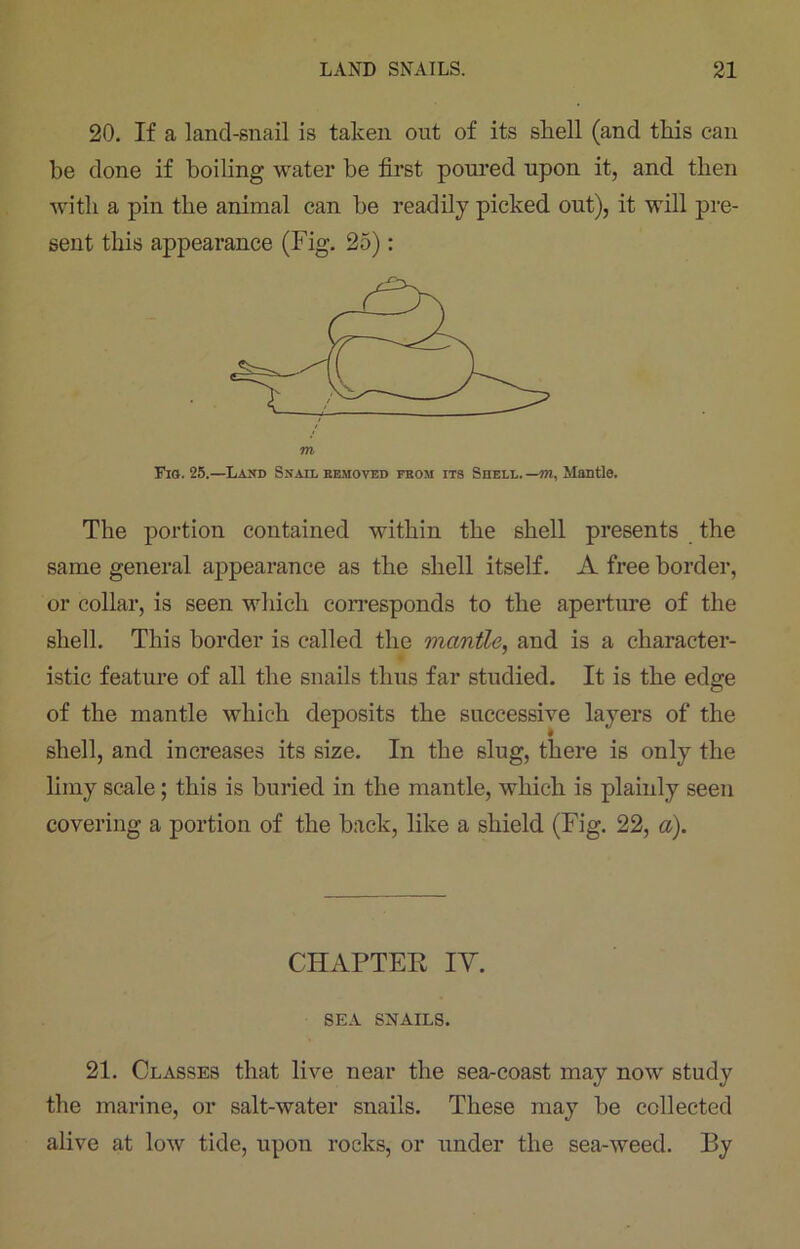 20. If a land-snail is taken out of its shell (and this can be done if boiling water be first poured upon it, and then with a pin the animal can be readily picked out), it will pre- sent this appearance (Fig. 25): Fio. 25.—Land Snail removed from its Shell, —m, Mantle. The portion contained within the shell presents the same general appearance as the shell itself. A free border, or collar, is seen which corresponds to the aperture of the shell. This border is called the mantle, and is a character- istic feature of all the snails thus far studied. It is the edge of the mantle which deposits the successive layers of the shell, and increases its size. In the slug, there is only the limy scale; this is buried in the mantle, which is plainly seen covering a portion of the back, like a shield (Fig. 22, a). CHAPTER IY. SEA SNAILS. 21. Classes that live near the sea-coast may now study the marine, or salt-water snails. These may be collected alive at low tide, upon rocks, or under the sea-weed. By