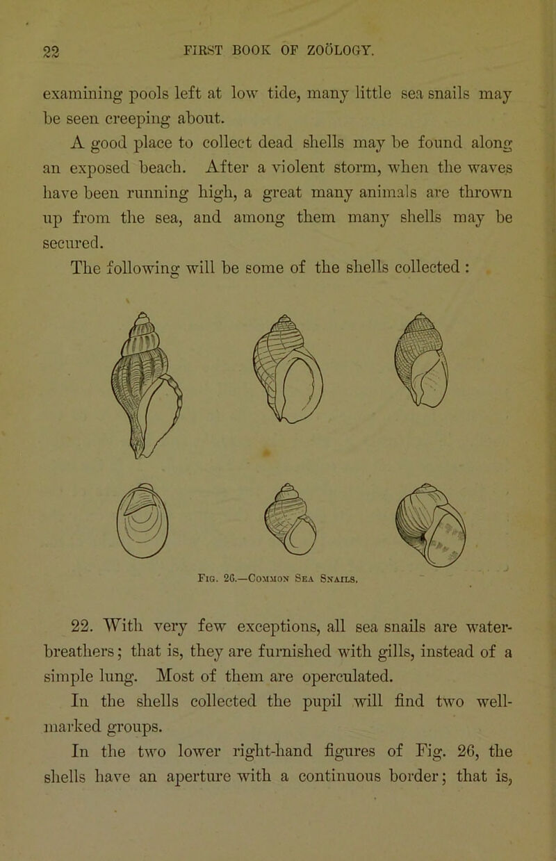examining pools left at low tide, many little sea snails may be seen creeping about. A good place to collect dead shells may be found along an exposed beach. After a violent storm, when the waves have been running high, a great many animals are thrown up from the sea, and among them many shells may be secured. The following will be some of the shells collected : Fig. 2C.—Common Sea Snails. 22. With very few exceptions, all sea snails are water- breathers ; that is, they are furnished with gills, instead of a simple lung. Most of them are operculated. In the shells collected the pupil will find two well- marked groups. In the two lower right-hand figures of Fig. 26, the shells have an aperture with a continuous border; that is,