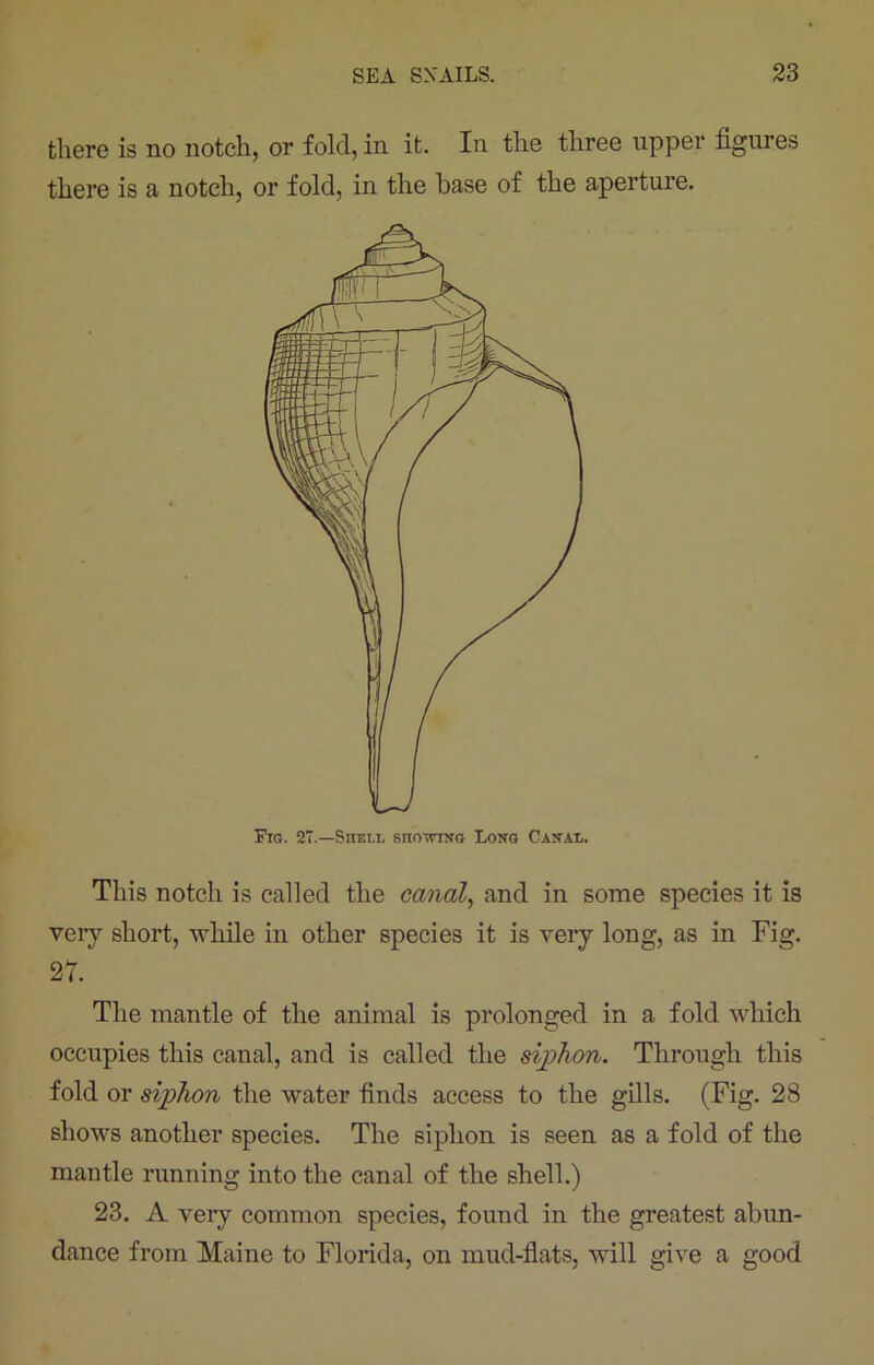 there is no notch, or fold, in it. In the three upper figures there is a notch, or fold, in the base of the aperture. This notch is called the canal, and in some species it is very short, while in other species it is very long, as in Fig. 27. The mantle of the animal is prolonged in a fold which occupies this canal, and is called the siphon. Through this fold or siphon the water finds access to the gills. (Fig. 28 shows another species. The siphon is seen as a fold of the mantle running into the canal of the shell.) 23. A very common species, found in the greatest abun- dance from Maine to Florida, on mud-flats, will give a good