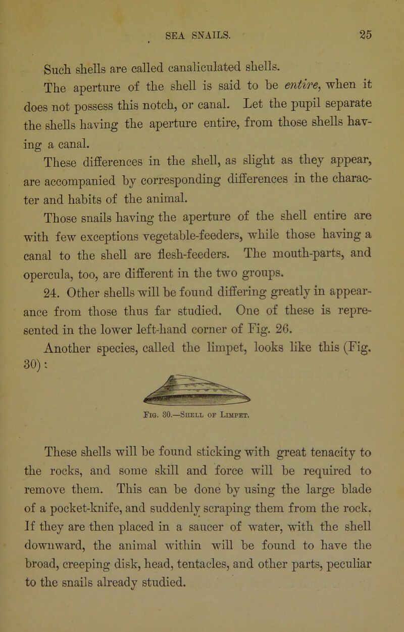 Such shells are called canaliculated shells. The aperture of the shell is said to he entire, when it does not possess this notch, or canal. Let the pupil separate the shells having the aperture entire, from those shells hav- ing a canal. These differences in the shell, as slight as they appear, are accompanied by corresponding differences in the charac- ter and habits of the animal. Those snails having the aperture of the shell entire are with few exceptions vegetable-feeders, while those having a canal to the shell are flesh-feeders. The mouth-parts, and opercula, too, are different in the two groups. 24. Other shells will be found differing greatly in appear- ance from those thus far studied. One of these is repre- sented in the lower left-hand corner of Fig. 26. Another species, called the limpet, looks like this (Fig. 30): Fig. 30.—Shell of Limpet. These shells will be found sticking with great tenacity to the rocks, and some skill and force will be required to remove them. This can be done by using the large blade of a pocket-knife, and suddenly scraping them from the rock. If they are then placed in a saucer of water, with the shell downward, the animal within will be found to have the broad, creeping disk, head, tentacles, and other parts, peculiar to the snails already studied.