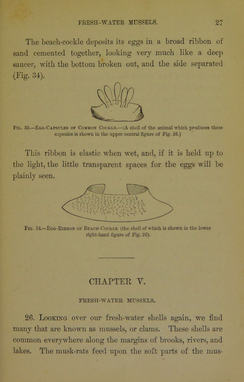 The beacli-coekle deposits its eggs in a broad ribbon of sand cemented together, looking very much like a deep saucer, with the bottom broken out, and the side separated (Fig. 34). Fig. 33.—Egg-Capsules op Common Cockle.—(A shell of the animal which produces these capsules is shown in the upper central figure of Fig. 26.) This ribbon is elastic when wet, and, if it is held up to the light, the little transparent spaces for the eggs will be plainly seen. Fig. 84.—Egg-Ribbon of Beach-Cockle (the shell of which is shown in the lower right-hand figure of Fig. 26). CHAPTER V. FRESH-WATER MUSSELS. 26. Looking over our fresh-water shells again, we find many that are known as mussels, or clams. These shells are common everywhere along the margins of brooks, rivers, and lakes. The musk-rats feed upon the soft parts of the mus-