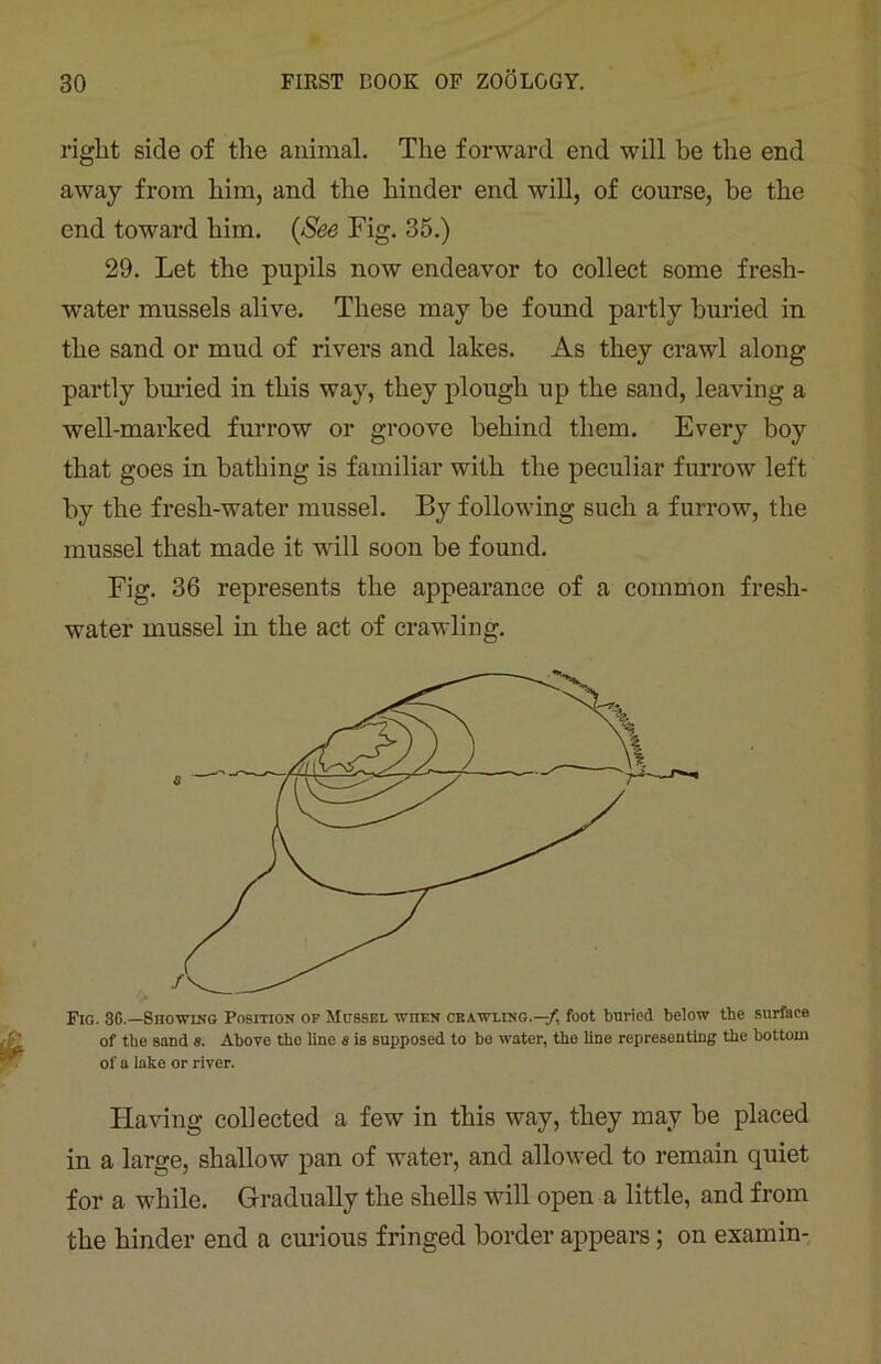 right side of the animal. The forward end will be the end away from him, and the hinder end will, of course, be the end toward him. {See Fig. 35.) 29. Let the pupils now endeavor to collect some fresh- water mussels alive. These may he found partly buried in the sand or mud of rivers and lakes. As they crawl along partly buried in this way, they plough up the sand, leaving a well-marked furrow or groove behind them. Every boy that goes in bathing is familiar with the peculiar furrow left by the fresh-water mussel. By following such a furrow, the mussel that made it will soon be found. Fig. 36 represents the appearance of a common fresh- water mussel in the act of crawling. Fio. 30.—Showing Position of Mussel when crawling.-^ foot buried below the surface of the sand «. Above the line s is supposed to be water, the line representing the bottom of a lake or river. Having collected a few in this way, they may be placed in a large, shallow pan of water, and alloAved to remain quiet for a while. Gradually the shells will open a little, and from the hinder end a curious fringed border appears; on examin-