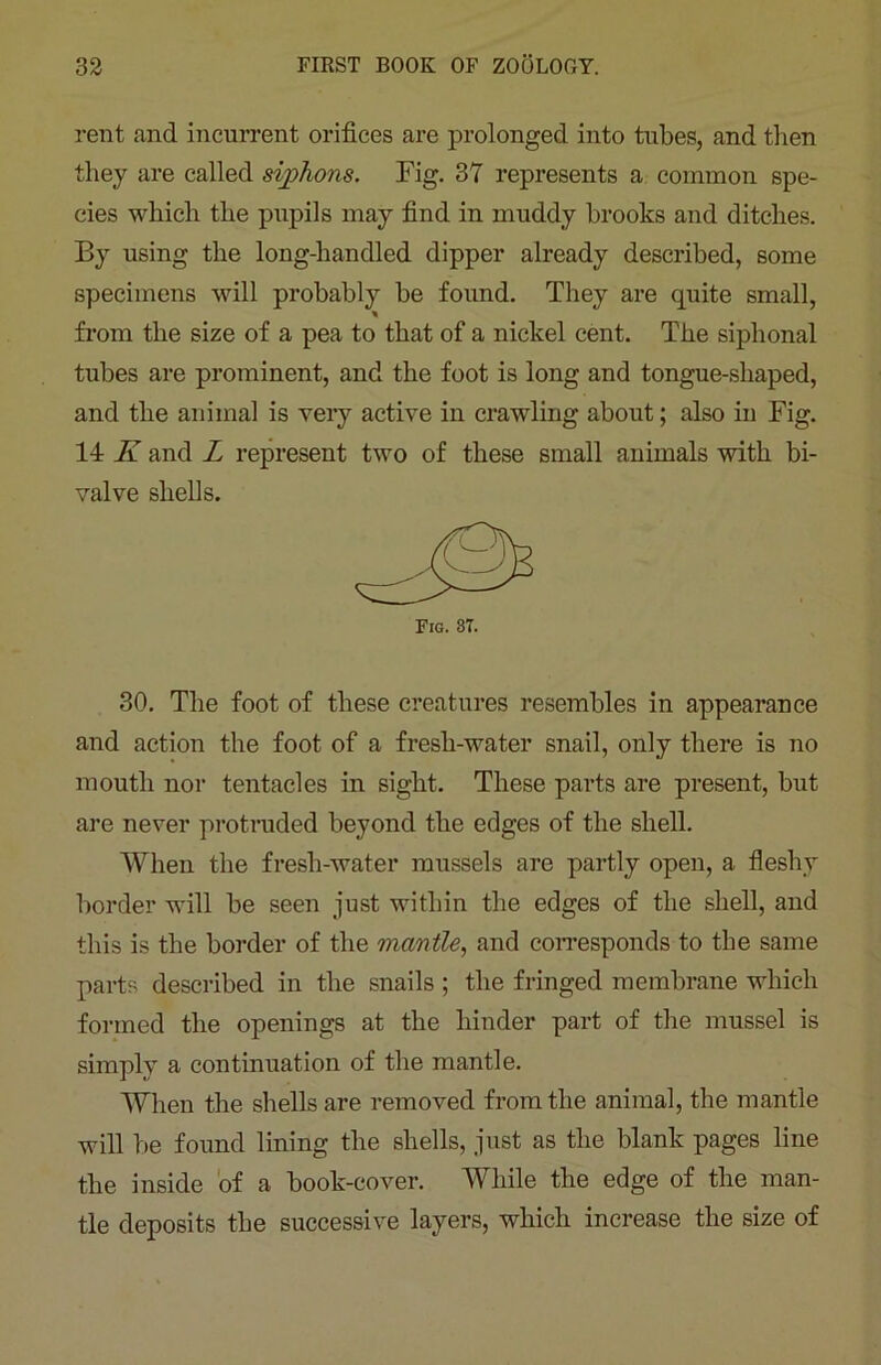 rent and incurrent orifices are prolonged into tubes, and then they are called siphons. Fig. 37 represents a common spe- cies which the pupils may find in muddy brooks and ditches. By using the long-handled dipper already described, some specimens will probably be found. They are quite small, from the size of a pea to that of a nickel cent. The siphonal tubes are prominent, and the foot is long and tongue-shaped, and the animal is very active in crawling about; also in Fig. 14 K and L represent two of these small animals with bi- valve shells. Fig. 8T. 30. The foot of these creatures resembles in appearance and action the foot of a fresli-water snail, only there is no mouth nor tentacles in sight. These parts are present, but are never protruded beyond the edges of the shell. When the fresh-water mussels are partly open, a fleshy border will be seen just within the edges of the shell, and this is the border of the mantle, and corresponds to the same parts described in the snails ; the fringed membrane which formed the openings at the hinder part of the mussel is simply a continuation of the mantle. When the shells are removed from the animal, the mantle will be found lining the shells, just as the blank pages line the inside of a book-cover. While the edge of the man- tle deposits the successive layers, which increase the size of