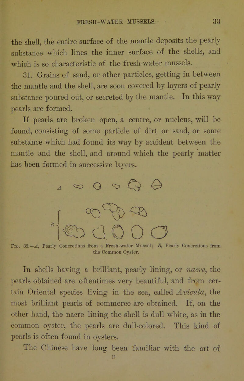 the shell, the entire surface of the mantle deposits the pearly substance which lines the inner surface of the shells, and which is so characteristic of the fresh-water mussels. 31. Grains of sand, or other particles, getting in between the mantle and the shell, are soon covered by layers of pearly substance poured out, or secreted by the mantle. In this way pearls are formed. If pearls are broken open, a centre, or nucleus, will be found, consisting of some particle of dirt or sand, or some substance which had found its way by accident between the mantle and the shell, and around which the pearly matter has been formed in successive layers. Flo. 88.—a, Pearly Concretions from a Fresh-water Mussel; £, Pearly' Concretions from the Common Oyster. In shells having a brilliant, pearly lining, or nacre, the pearls obtained are oftentimes very beautiful, and from cer- tain Oriental species living in the sea, called Avicula, the most brilliant pearls of commerce are obtained. If, on the other hand, the nacre lining the shell is dull white, as in the common oyster, the pearls are dull-colored. This kind of pearls is often found in oysters. The Chinese have long been familiar with the art of A D