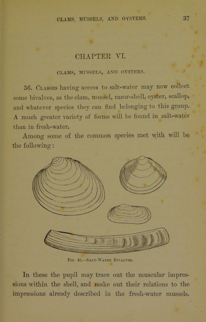 CHAPTER YI. CLAMS, MUSSELS, AND OYSTERS. 36. Classes having access to salt-water may now collect some bivalves, as the clam, mussel, razor-shell, oyster, scallop, and whatever species they can find belonging to this group. A much greater variety of forms will be found in salt-water than in fresh-water. Among some of the common species met with will be the following: In these the pupil may trace out the muscular impres- sions within the shell, and make out their relations to the impressions already described in the fresh-water mussels.