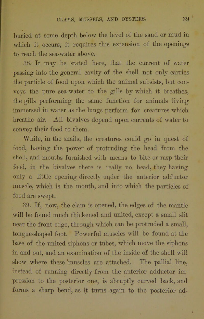 buried at some depth below the level of the sand or mud in which it occurs, it requires this extension of the openings to reach the sea-water above. 38. It may be stated here, that the current of water passing into the general cavity of the shell not only carries the particle of food upon which the animal subsists, but con- veys the pure sea-water to the gills by which it breathes, the gills performing the same function for animals living immersed in water as the lungs perform for creatures which breathe air. All bivalves depend upon currents of water to convey their food to them. While, in the snails, the creatures could go in quest of food, having the power of protruding the head from the shell, and mouths furnished with means to bite or rasp their food, in the bivalves there is really no head, they having only a little opening directly uqder the anterior adductor muscle, which is the mouth, and into which the particles of food are swept. 39. If, now, the clam is opened, the edges of the mantle will be found much thickened and united, except a small slit near the front edge, through which can be protruded a small, tongue-shaped foot. Powerful muscles will be found at the base of the united siphons or tubes, which move the siphons in and out, and an examination of the inside of the shell will show where these 'muscles are attached. The pallial line, instead of running directly from the anterior adductor im- pression to the posterior one, is abruptly curved back, and forms a sharp bend, as it turns again to the posterior ad-