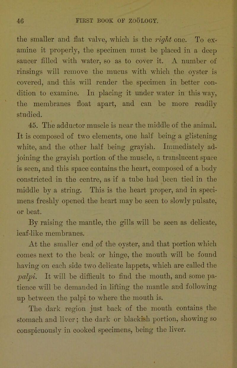 the smaller and flat valve, which is the right one. To ex- amine it properly, the specimen must be placed in a deep saucer filled with water, so as to cover it. A number of rinsings will remove the mucus with which the oyster is covered, and this will render the specimen in better con- dition to examine. In placing it under water in this way, the membranes float apart, and can be more readily studied. 45. The adductor muscle is near the middle of the animal. It is composed of two elements, one half being a glistening white, and the other half being grayish. Immediately ad- joining the grayish portion of the muscle, a translucent space is seen, and this space contains the heart, composed of a body constricted in the centre, as if a tube had been tied in the middle by a string. This is the heart proper, and in speci- mens freshly opened the heart may be seen to slowly pulsate, or beat. By raising the mantle, the gills will be seen as delicate, leaf-like membranes. At the smaller end of the oyster, and that portion which comes next to the beak or hinge, the mouth will be found having on each side two delicate lappets, which are called the palpi. It will be difficult to find the mouth, and some pa- tience will be demanded in lifting the mantle and following up between the palpi to where the mouth is. The dark region just back of the mouth contains the stomach and liver; the dark or blackish portion, showing so conspicuously in cooked specimens, being the liver.