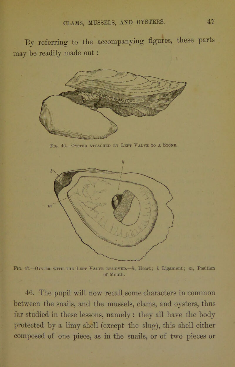 By referring to the accompanying figures, these parts may be readily made out : Fig. 40.—Oystee attached by Left Valve to a Stone. Fig. 47.—Oyster with the Left Valve removed.—h, Heart; l, Ligament; m, Position of Mouth. 46. The pupil will now recall some characters in common between the snails, and the mussels, clams, and oysters, thus far studied in these lessons, namely : they all have the body protected by a limy shell (except the slug), this shell either composed of one piece, as in the snails, or of two pieces or