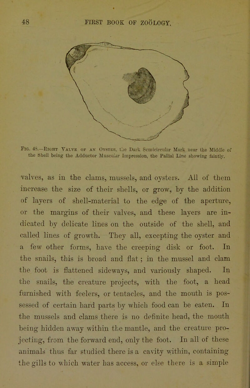 Fig. 4S.—Right Valve of as Oyster, tae Dark Semicircular Mark uear the Middle of the Shell being the Adductor Muscular Impression, the Pallial Line showing faintly. valves, as in the clams, mussels, and oysters. All of them increase the size of their shells, or grow, by the addition of layers of shell-material to the edge of the aperture, or the margins of their valves, and these layers are in- dicated by delicate lines on the outside of the shell, and called lines of growth. They all, excepting the oyster and a few other forms, have the creeping disk or foot. In the snails, this is broad and flat; in the mussel and clam the foot is flattened sideways, and variously shaped. In the snails, the creature projects, with the foot, a head furnished with feelers, or tentacles, and the mouth is pos- sessed of certain hard parts by which food can be eaten. In the mussels and clams there is no definite head, the mouth being hidden away within the mantle, and the creature pro- jecting, from the forward end, only the foot. In all of these animals thus far studied there is a cavity within, containing the gills to which water has access, or else there is a simple