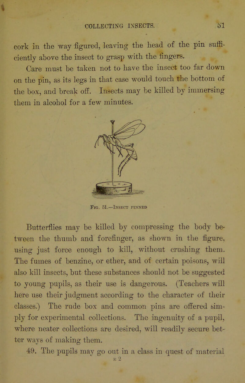 cork in the way figured, leaving the head of the pin suffi- ciently above the insect to grasp with the fingers. Care must be taken not to have the insect too far down on the pin, as its legs in that case would touch the bottom of the box, and break off. Insects may be killed by immersing them in alcohol for a few minutes. Fic. 51.—Insect pinned Butterflies may be killed by compressing the body be- tween the thumb and forefinger, as shown in the figure, using just force enough to kill, without crushing them. The fumes of benzine, or ether, and of certain poisons, will also kill insects, but these substances should not be suggested to young pupils, as their use is dangerous. (Teachers will here use their judgment according to the character of their classes.) The rude box and common pins are offered sim- ply for experimental collections. The ingenuity of a pupil, where neater collections are desired, will readily secure bet- ter ways of making them. 49. The pupils may go out in a class in quest of material