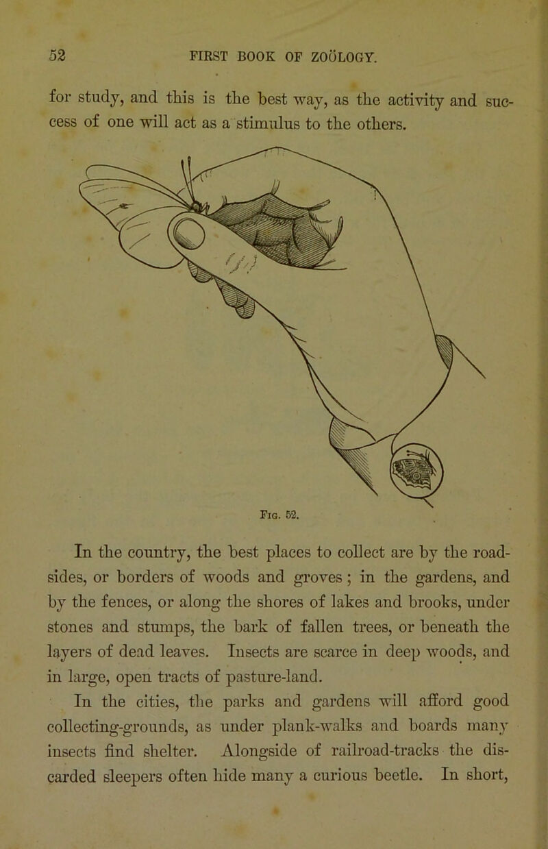 for study, and this is the best way, as the activity and suc- cess of one will act as a stimulus to the others. Fig. 52. In the country, the best places to collect are by the road- sides, or borders of woods and groves; in the gardens, and by the fences, or along the shores of lakes and brooks, under stones and stumps, the bark of fallen trees, or beneath the layers of dead leaves. Insects are scarce in deep woods, and in large, open tracts of pasture-land. In the cities, the parks and gardens will afford good collecting-grounds, as under plank-walks and hoards many insects find shelter. Alongside of railroad-tracks the dis- carded sleepers often hide many a curious beetle. In short,