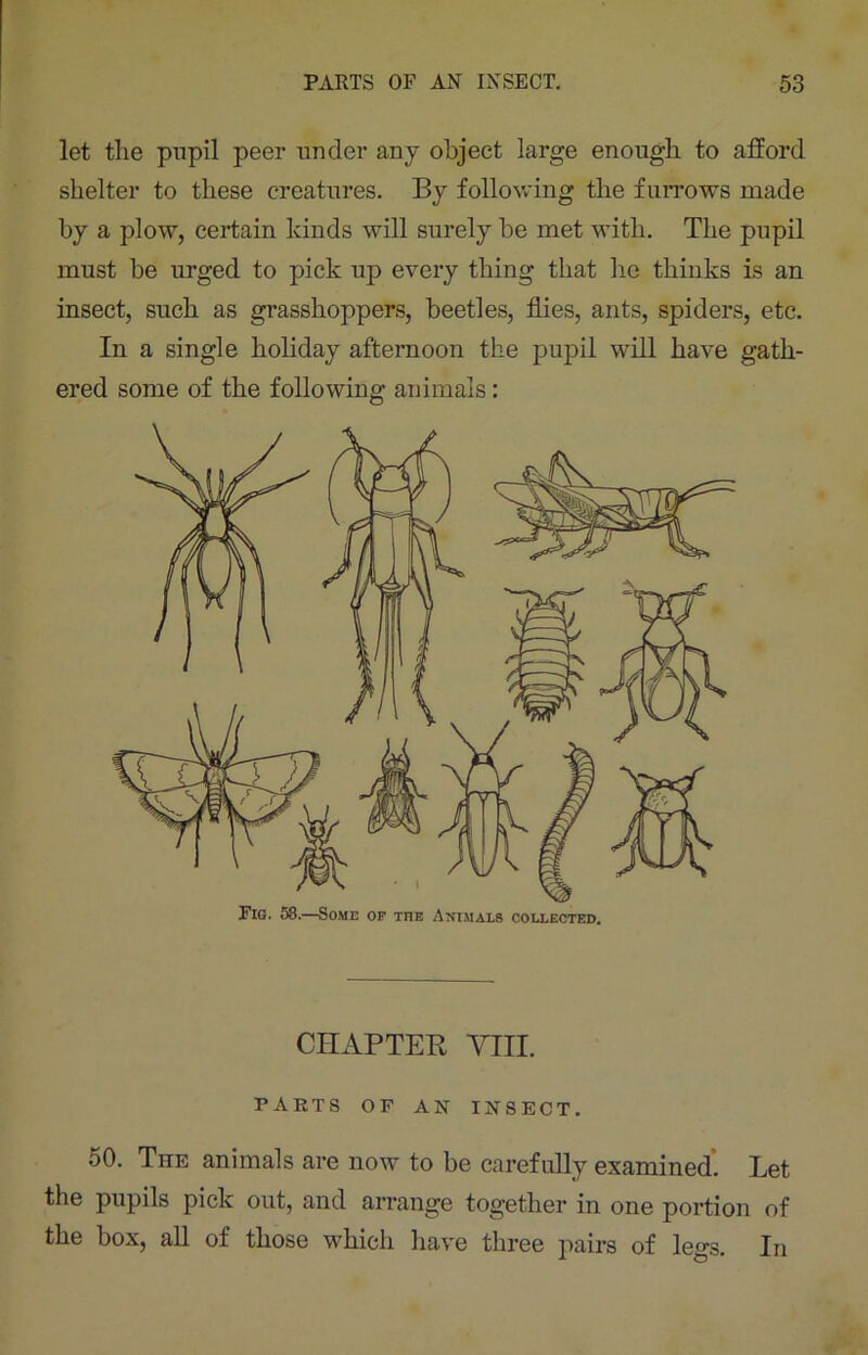 let the pupil peer under any object large enough to afford shelter to these creatures. By following the furrows made by a plow, certain kinds will surely be met with. The pupil must be urged to pick up every thing that he thinks is an insect, such as grasshoppers, beetles, flies, ants, spiders, etc. In a single holiday afternoon the pupil will have gath- ered some of the following animals: CHAPTER Yin. PARTS OF AN INSECT. 50. The animals are now to be carefully examined. Let the pupils pick out, and arrange together in one portion of the box, all of those which have three pairs of legs. In