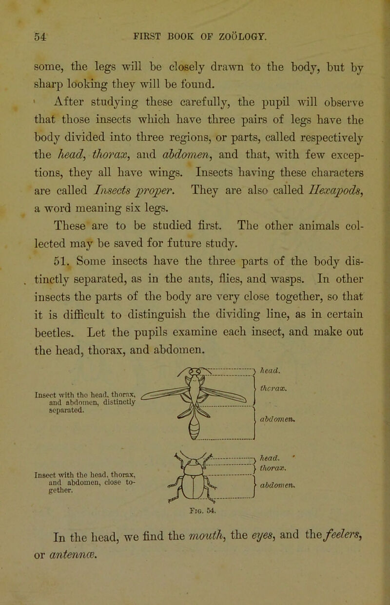 some, tlie legs will be closely drawn to the body, but by sharp looking they will be found. After studying these carefully, the pupil will observe that those insects which have three pairs of legs have the body divided into three regions, or parts, called respectively the head, thorax, and abdomen, and that, with few excep- tions, they all have wings. Insects having these characters are called Insects proper. They are also called Ilexapods, a word meaning six legs. These are to be studied first. The other animals col- lected may be saved for future study. 51. Some insects have the three parts of the body dis- tinctly separated, as in the ants, flies, and wasps. In other insects the parts of the body are very close together, so that it is difficult to distinguish the dividing line, as in certain beetles. Let the pupils examine each insect, and make out the head, thorax, and abdomen. Insect with tho head, thorax, and abdomen, distinctly separated. Insect with the head, thorax, and abdomen, close to- gether. In the head, we find the mouth, the eyes, and the feelers, or antennce.