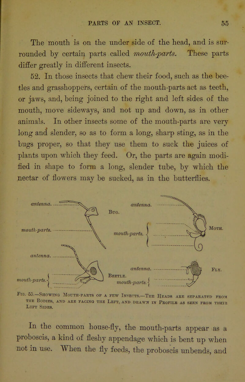 The mouth is on the under side of the head, and is sur- rounded by certain parts called mouth-parts. These parts differ greatly in different insects. 52. In those insects that chew their food, such as the bee- tles and grasshoppers, certain of the mouth-parts act as teeth, or jaws, and, being joined to the right and left sides of the mouth, move sideways, and not up and down, as in other animals. In other insects some of the mouth-parts are very long and slender, so as to form a long, sharp sting, as in the bugs proper, so that they use them to suck the juices of plants upon which they feed. Or, the parts are again modi- fied in shape to form a long, slender tube, by which the nectar of flowers may be sucked, as in the butterflies. fio. 55. Showing Mouth-parts of a few Insects.—The Heads are separated from the Bodies, and are facing the Left, and drawn in Profile as seen from their Left Sides. In the common house-fly, the mouth-parts appear as a pioboscis, a kind of fleshy appendage which is bent up when not in use. When the fly feeds, the proboscis unbends, and