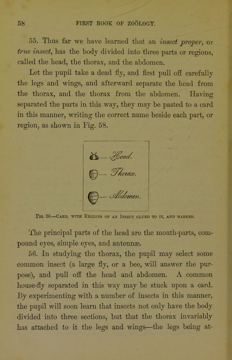 55. Thus far we have learned that an insect proper, or true insect, has the body divided into three parts or regions, called the head, the thorax, and the abdomen. Let the pupil take a dead fly, and first pull off carefully the legs and wings, and afterward separate the head from the thorax, and the thorax from the abdomen. Having separated the parts in this way, they may be pasted to a card in this manner, writing the correct name beside each part, or region, as shown in Fig. 58. &>■ 4 cac/. Fig. 58.—Card, with Regions of an Insect glued to it, and marked. The principal parts of the head are the mouth-parts, com- pound eyes, simple eyes, and antennae. 56. In studying the thorax, the pupil may select some common insect (a large fly, or a bee, will answer the pur- pose), and pull off the head and abdomen. A common house-fly separated in this way may be stuck upon a card. By experimenting with a number of insects in this manner, the pupil will soon learn that insects not only have the body divided into three sections, but that the thorax invariably has attached to it the legs and wings—the legs being at-