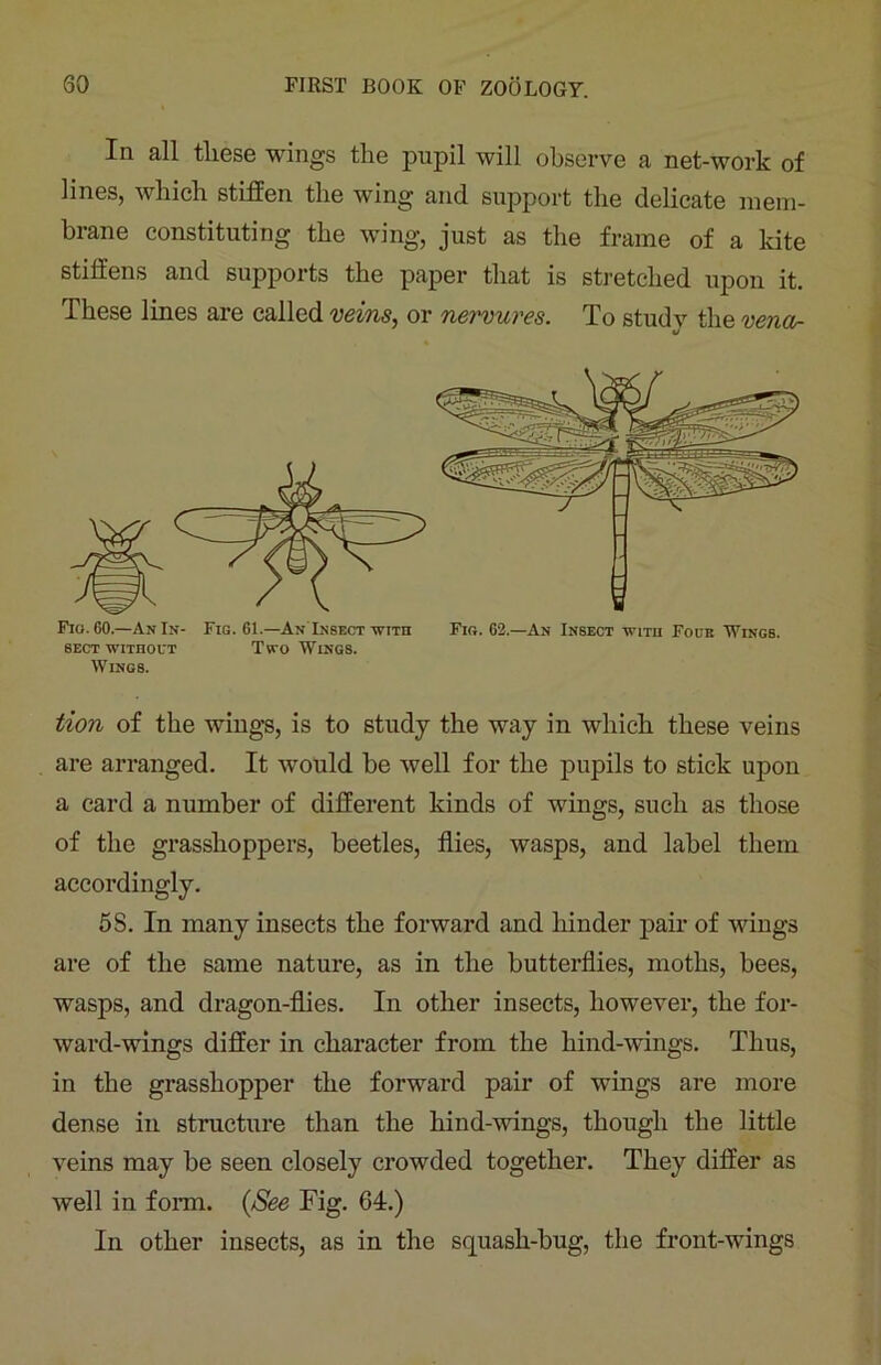 In all these wings the pupil will observe a net-work of lines, which stiffen the wing and support the delicate mem- brane constituting the wing, just as the frame of a kite stiffens and supports the paper that is stretched upon it. These lines are called veins, or nervures. To study the vena- v SECT WITHOUT TWO WlNGS. Wings. tion of the wings, is to study the way in which these veins are arranged. It would be well for the pupils to stick upon a card a number of different kinds of wings, such as those of the grasshoppers, beetles, flies, wasps, and label them accordingly. 5S. In many insects the forward and hinder pair of wings are of the same nature, as in the butterflies, moths, bees, wasps, and dragon-flies. In other insects, however, the for- ward-wings differ in character from the hind-wings. Thus, in the grasshopper the forward pair of wings are more dense in structure than the hind-wings, though the little veins may be seen closely crowded together. They differ as well in form. (See Fig. 64.) In other insects, as in the squash-bug, the front-wings