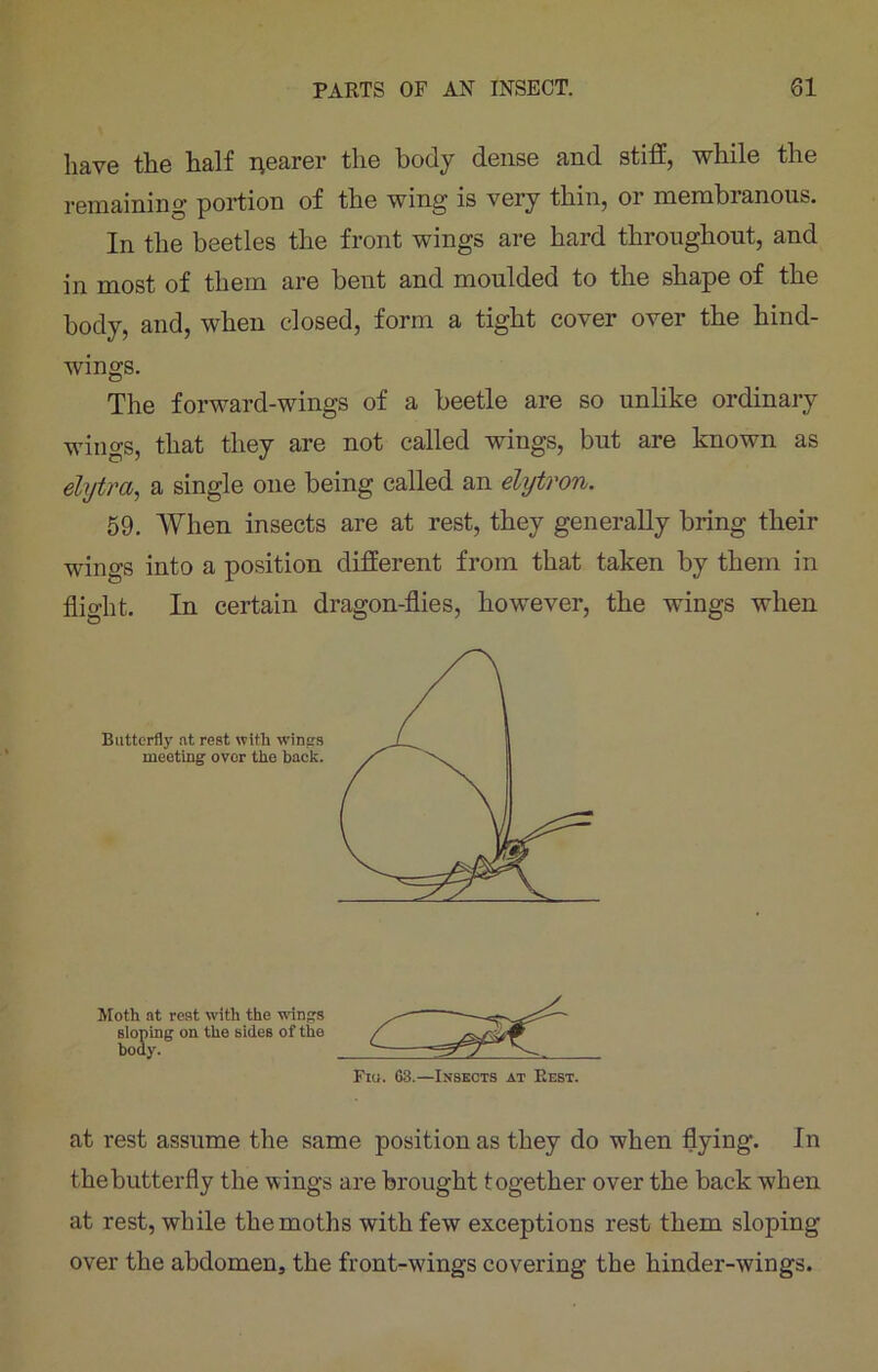 have the half nearer the body dense and stiff, while the remaining portion of the wing is very thin, or membranous. In the beetles the front wings are hard throughout, and in most of them are bent and moulded to the shape of the body, and, when closed, form a tight cover over the hind- wings. The forward-wings of a beetle are so unlike ordinary wings, that they are not called wings, but are known as elytra, a single one being called an elytron. 59. When insects are at rest, they generally bring their wings into a position different from that taken by them in flight. In certain dragon-flies, however, the wings when Butterfly at rest with wines meeting over the back. Moth at rest with the wings sloping on the sides of the body. Fiu. 63.—Insects at Best. at rest assume the same position as they do when flying. In the butterfly the wings are brought together over the back when at rest, while the moths with few exceptions rest them sloping over the abdomen, the front-wings covering the hinder-wings.