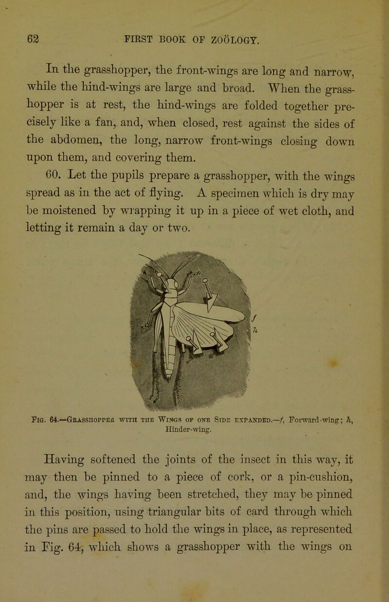 In the grasshopper, the front-wings are long and narrow, while the hind-wings are large and broad. When the grass- hopper is at rest, the hind-wings are folded together pre- cisely like a fan, and, when closed, rest against the sides of the abdomen, the long, narrow front-wings closing down upon them, and covering them. 60. Let the pupils prepare a grasshopper, with the wings spread as in the act of flying. A specimen which is dry may be moistened by wrapping it up in a piece of wet cloth, and letting it remain a day or two. Fig. 64.—GEASSnoppEri with the Wings op one Side expanded.—/, Forward-wing; h, Hinder-wing. Having softened the joints of the insect in this way, it may then be pinned to a piece of cork, or a pin-cushion, and, the wings having been stretched, they may be pinned in this position, using triangular bits of card through which the pins are passed to hold the wings in place, as represented in Fig. 64, which shows a grasshopper with the wings on