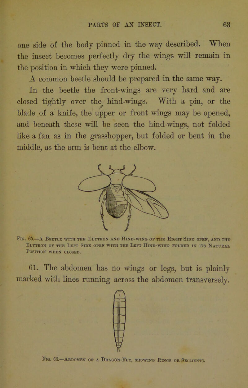 one side of the body pinned in the way described. When the insect becomes perfectly dry the wings will remain in the position in which they were pinned. A common beetle should be prepared in the same way. In the beetle the front-wings are very hard and are closed tightly over tlm hind-wings. With a pin, or the blade of a knife, the upper or front wings may be opened, and beneath these will be seen the hind-wings, not folded like a fan as in the grasshopper, but folded or bent in the middle, as the arm is bent at the elbow. Fig. 65.—A Beetle wtm the Elytron and Hind-wing of toe Right Side open, and the Elytron of tiie Left Side open with the Left Hind-wing folded in its Natural Position when closed. 61. The abdomen has no wings or legs, but is plainly marked with lines running across the abdomen transversely. Fig. 63.—Abdomen of a Dragon-Fly, showing Rings or Segments.