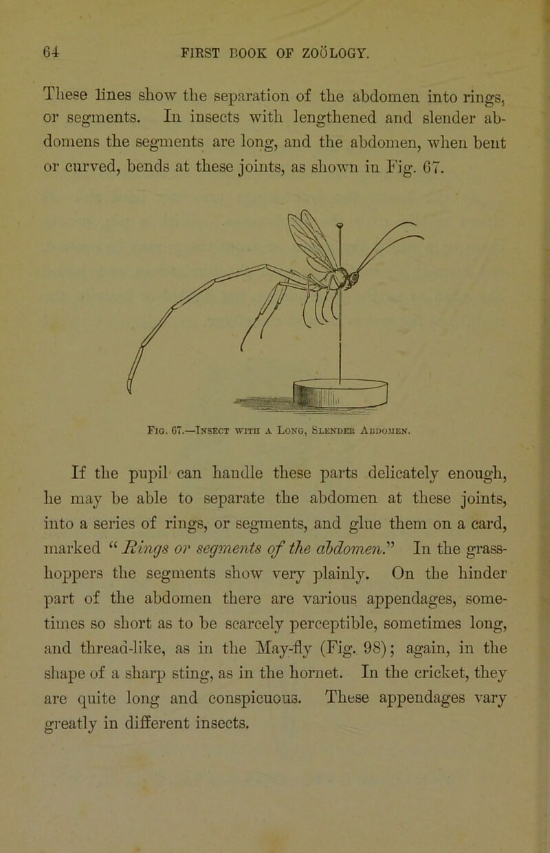 These lines show the separation of the abdomen into rings, or segments. In insects with lengthened and slender ab- domens the segments are long, and the abdomen, when bent or curved, bends at these joints, as shown in Fig. GT. Fig. G7.—Insect with a Long, Slender Abdomen. If the pupil can handle these parts delicately enough, he may be able to separate the abdomen at these joints, into a series of rings, or segments, and glue them on a card, marked “ Rings or segments of the abdomenIn the grass- hoppers the segments show very plainly. On the hinder part of the abdomen there are various appendages, some- times so short as to be scarcely perceptible, sometimes long, and thread-like, as in the May-fly (Fig. 98); again, in the shape of a sharp sting, as in the hornet. In the cricket, they are quite long and conspicuous. These appendages vary greatly in different insects.
