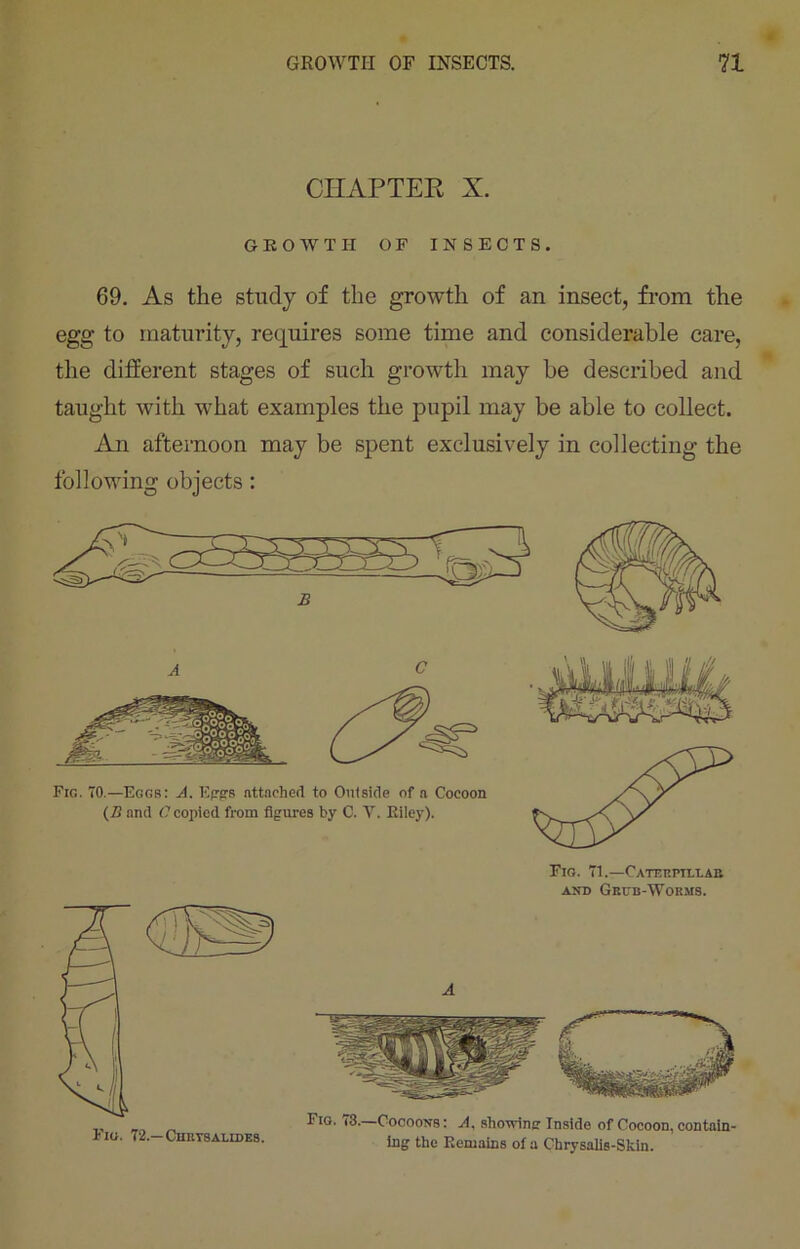 CHAPTER X. GROWTH OF INSECTS. 69. As the study of the growth of an insect, from the egg to maturity, requires some time and considerable care, the different stages of such growth may be described and taught with what examples the pupil may be able to collect. An afternoon may be spent exclusively in collecting the following objects: Fig. 71.—Caterpillar and Grub-Worms. Fio. 72.—Chrysalides. Fio. i3.—Cocoons: A, showing: Inside of Cocoon, contain- ing' the Remains of a Chrysalis-Sldn.