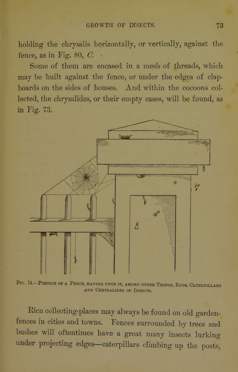 holding the chrysalis horizontally, or vertically, against the fence, as in Fig. 80, G. * Some of them are encased in a mesh of threads, which may be built against the fence, or under the edges of clap- boards on the sides of houses. And within the cocoons col- lected, the chrysalides, or their empty cases, will be found, as in Fig. 73. Fic. 74—Portion of a Fence, having upon it, among other Things, Egos, Caterpillars and Chrysalides of Insects. Kicn collecting-places may always be found on old garden- fences in cities and towns. Fences surrounded by trees and bushes will oftentimes have a great many insects lurking under projecting edges—caterpillars climbing up the posts,