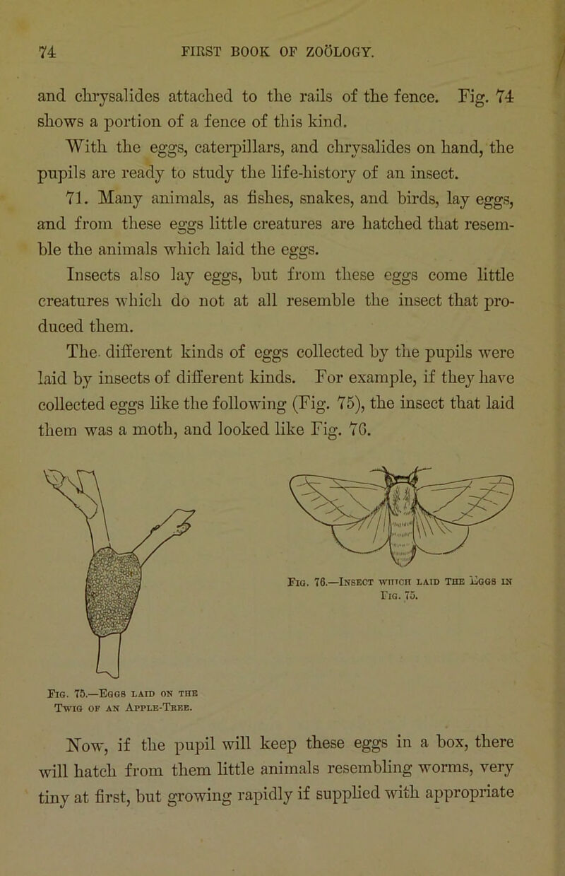 and chrysalides attached to the rails of the fence. Fig. 74 shows a portion of a fence of this kind. With the eggs, caterpillars, and chrysalides on hand, the pupils are ready to study the life-history of an insect. 71. Many animals, as fishes, snakes, and birds, lay eggs, and from these eggs little creatures are hatched that resem- ble the animals which laid the eggs. Insects also lay eggs, but from these eggs come little creatures which do not at all resemble the insect that pro- duced them. The- different kinds of eggs collected by the pupils were laid by insects of different kinds. For example, if they have collected eggs like the following (Fig. 75), the insect that laid them was a moth, and looked like Fig. 76. Fig. 75.—Eggs laic on the Twig of an Apple-Trf.e. Fig. 76.—Insf,ct which laid The Lggs in Fig. 75. Now, if the pupil will keep these eggs in a box, there will hatch from them little animals resembling worms, very tiny at first, but growing rapidly if supplied with appropriate