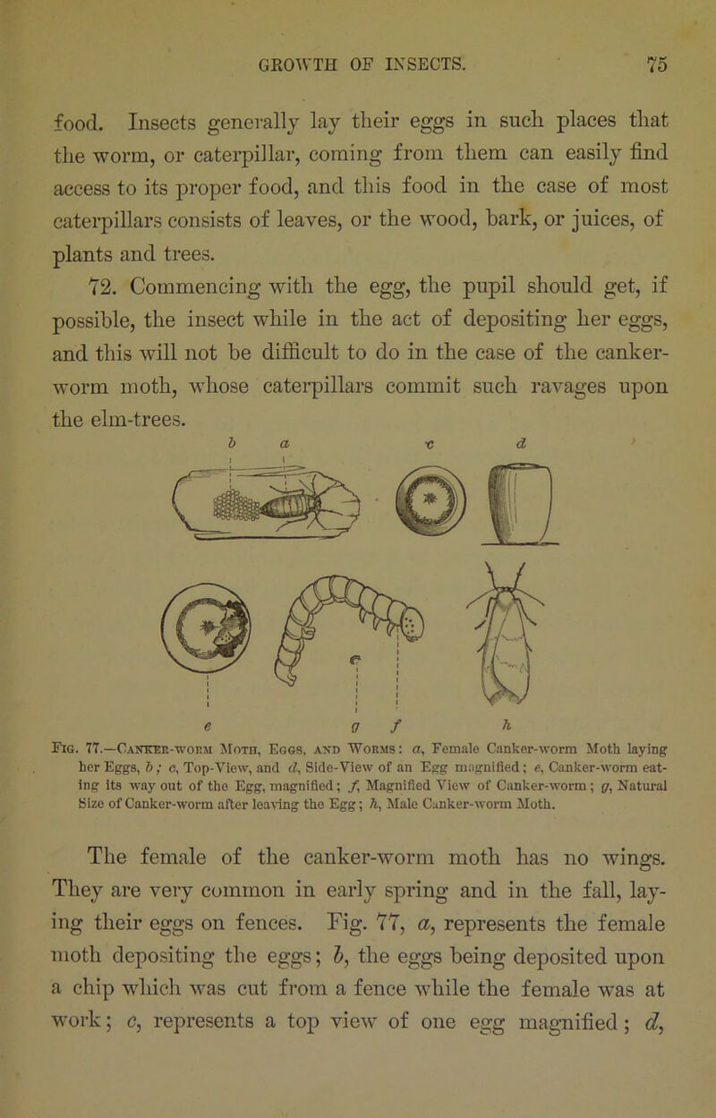 food. Insects generally lay their eggs in such places that the worm, or caterpillar, coming from them can easily find access to its proper food, and this food in the case of most caterpillars consists of leaves, or the wood, bark, or juices, of plants and trees. 72. Commencing with the egg, the pupil should get, if possible, the insect while in the act of depositing her eggs, and this will not be difficult to do in the case of the canker- worm moth, whose caterpillars commit such ravages upon the elm-trees. b a -c d Fig. 77.—Canker-worm Moth, Eggs, ant> Worms: a, Female Canker-worm Moth laying her Eggs, b; c, Top-View, and d, Side-View of an Egg magnified; e. Canker-worm eat- ing its way out of the Egg, magnified; f Magnified View of Canker-worm; g, Natural Size of Canker-worm after leaving the Egg; A, Male Canker-worm Moth. The female of the canker-worm moth has no wings. They are very common in early spring and in the fall, lay- ing their eggs on fences. Fig. 77, a, represents the female moth depositing the eggs; b, the eggs being deposited upon a chip wliich was cut from a fence while the female was at work; c, represents a top view of one egg magnified ; d,