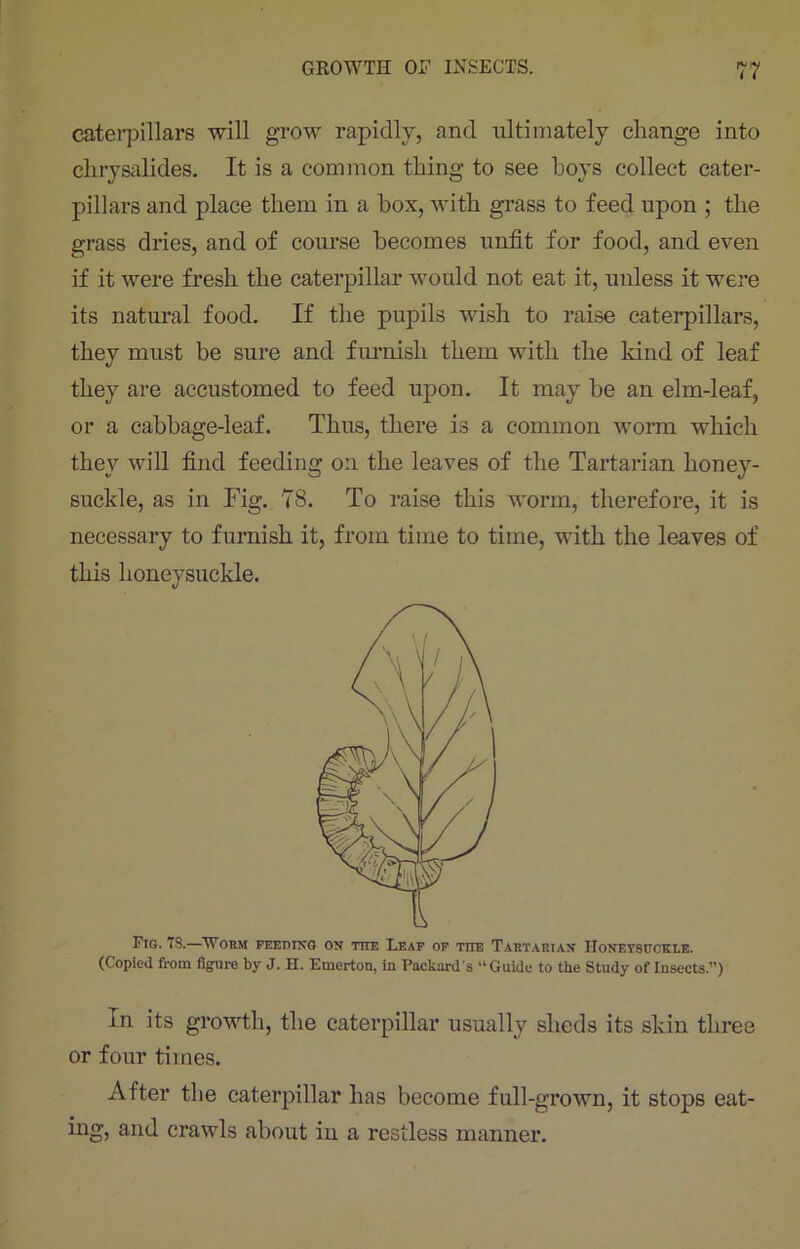 caterpillars will grow rapidly, and ultimately change into chrysalides. It is a common thing to see hoys collect cater- pillars and place them in a box, with grass to feed upon ; the grass dries, and of course becomes unfit for food, and even if it were fresh the caterpillar would not eat it, unless it were its natural food. If the pupils wish to raise caterpillars, they must be sure and furnish them with the kind of leaf they are accustomed to feed upon. It may be an elm-leaf, or a cabbage-leaf. Thus, there is a common worm which they will find feeding on the leaves of the Tartarian honey- suckle, as in Fig. '78. To raise this worm, therefore, it is necessary to furnish it, from time to time, with the leaves of this honeysuckle. Fig. 78.—Worm feeding on the Leaf of tiie Tartarian Honeysuckle. (Copied from figure by J. H. Emerton, in Packard’s “Guide to the Study of Insects.”) In its growth, the caterpillar usually sheds its skin three or four times. After the caterpillar has become full-grown, it stops eat- ing, and crawls about in a restless manner.