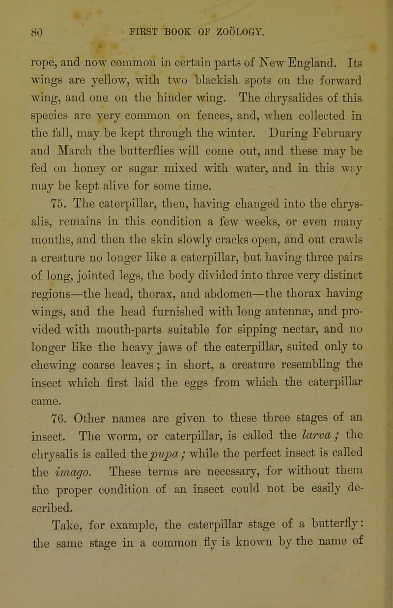 rope, and now common in certain parts of New England. Its wings are yellow, with two blackish spots on the forward wing, and one on the hinder wing. The chrysalides of this species are very common on fences, and, when collected in the fall, may be kept through the winter. During February and March the butterflies will come out, and these may be fed on honey or sugar mixed with water, and in this way may be kept alive for some time. 75. The caterpillar, then, having changed into the chrys- alis, remains in this condition a few weeks, or even many months, and then the skin slowly cracks open, and out crawls a creature no longer like a caterpillar, but having three pairs of long, jointed legs, the body divided into three very distinct regions—the head, thorax, and abdomen—the thorax having wings, and the head furnished with long antennae, and pro- vided with mouth-parts suitable for sipping nectar, and no longer like the heavy jaws of the caterpillar, suited only to chewing coarse leaves; in short, a creature resembling the insect which first laid the eggs from which the caterpillar came. 76. Other names are given to these three stages of an insect. The worm, or caterpillar, is called the lai'va ; the chrysalis is called thQjoupa; while the perfect insect is called the imago. These terms are necessary, for without them the proper condition of an insect could not be easily de- scribed. Take, for example, the caterpillar stage of a butterfly: the same stage in a common fly is known by the name of