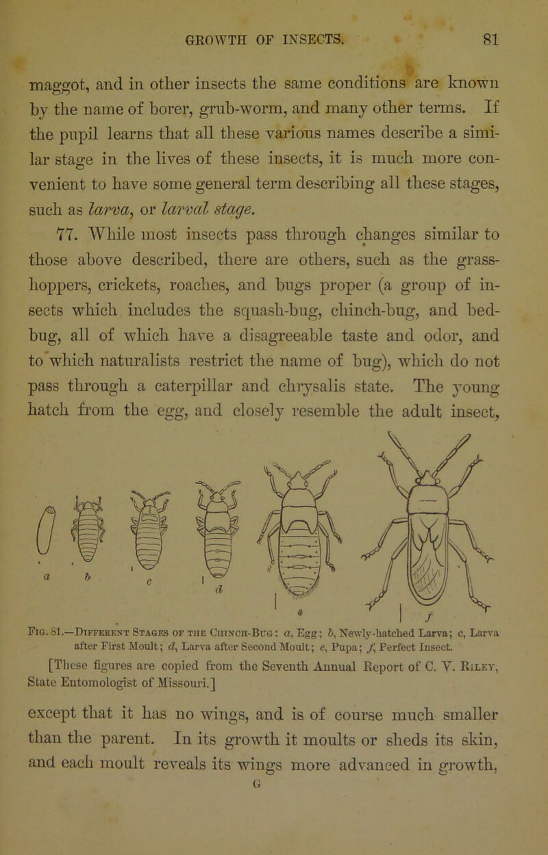 maggot, and in other insects the same conditions are known by the name of borer, grub-worm, and many other terms. If the pupil learns that all these variotas names describe a simi- lar stage in the lives of these insects, it is much more con- venient to have some general term describing all these stages, such as larva, or larval stage. 77. While most insects pass through changes similar to those above described, there are others, such as the grass- hoppers, crickets, roaches, and bugs proper (a group of in- sects which includes the squash-bug, cliinch-bug, and bed- bug, all of which have a disagreeable taste and odor, and to which naturalists restrict the name of bug), which do not pass through a caterpillar and chrysalis state. The young hatch from the egg, and closely resemble the adult insect, Fig. SI.—Different Stages of tiie OniNcn-BuG: a, Egg; b, Newly.-hatched Larva; c, Larva after First Moult; d, Larva after Second Moult; e, Pupa; f, Perfect Insect. [These figures are copied from the Seventh Annual Report of C. Y. Riley, State Entomologist of Missouri.] except that it has no wings, and is of course much smaller than the parent. In its growth it moults or sheds its skin, and each moult reveals its wings more advanced in growth,