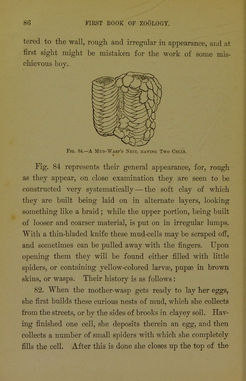 tered to the wall, rough and irregular in appearance, and at first sight might be mistaken for the work of some mis- chievous boy. Fig. 84.—A Mud-Wasp’s Nest, having Two Cells. * Fig. 84 represents their general appearance, for, rough as they appear, on close examination they are seen to be constructed very systematically — the soft clay of which they are built being laid on in alternate layers, looking something like a braid; while the upper portion, being built of looser and coarser material, is put on in irregular lumps. With a thin-bladed knife these mud-cells may he scraped off, and sometimes can be pulled away with the fingers. Upon opening them they will he found either filled with little spiders, or containing yellow-colored larvae, pupae in brown skins, or wasps. Their history is as follows: 82. When the mother-wasp gets ready to lay her eggs, she first builds these curious nests of mud, which she collects from the streets, or by the sides of brooks in clayey soil. Hav- ing finished one cell, she deposits therein an egg, and then collects a number of small spiders with which she completely fills the cell. After this is done she closes up the top of the