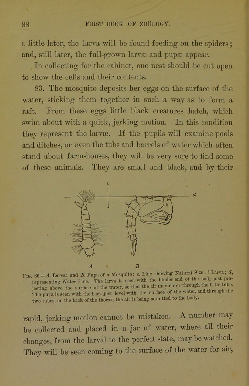 a little later, the larva will be found feeding on the spiders; and, still later, the full-grown larvae and pupae appear. In collecting for the cabinet, one nest should be cut open to show the cells and their contents. 83. The mosquito deposits her eggs on the surface of the water, sticking them together in such a way as to form a raft. From these eggs little black creatures hatch, which swim about with a quick, jerking motion. In this condition they represent the larvae. If the pupils will examine pools and ditches, or even the tubs and barrels of water which often stand about farm-houses, they will be very sure to find some of these animals. They are small and black, and by their two tubes, on tbe back of the thorax, the air is being admitted 10 me uuuy. rapid, jerking motion cannot be mistaken. A number may be collected and placed in a jar of water, where all their changes, from the larval to the perfect state, may be watched. They will be seen coming to the surface of the water for air, c A B Mosquito; c. Line showing Natural Size f Larva; d,