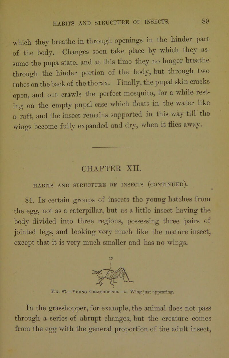 which they breathe in through openings in the hinder part of the body. Changes soon take place by which they as- sume the pupa state, and at this time they no longer breathe through the hinder portion of the body, but through two tubes on the back of the thorax. Finally, the pupal skin cracks open, and out crawls the perfect mosquito, for a while rest- ing on the empty pupal case which floats in the water like a raft, and the insect remains supported in this way till the wings become fully expanded and dry, when it flies away. HABITS AX'D STRUCTURE OF INSECTS (CONTINUED). 84. In certain groups of insects the young hatches from the egg, not as a caterpillar, but as a little insect having the body divided into three regions, possessing three pairs of jointed legs, and looking very much like the mature insect, except that it is very much smaller and has no wings. In the grasshopper, for example, the animal does not pass through a series of abrupt changes, but the creature comes from the egg with the general proportion of the adult insect, CHAPTER XII. w Fig. 87.—Young Grasshopper.—Wing just appearing.