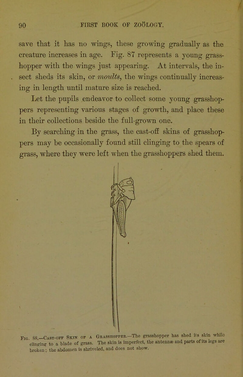 save that it has no wings, these growing gradually as the creature increases in age. Fig. 87 represents a young grass- hopper with the wings just appearing. At intervals, the in- sect sheds its skin, or moults, the wings continually increas- ing in length until mature size is reached. Let the pupils endeavor to collect some young grasshop- pers representing various stages of growth, and place these in their collections beside the full-grown one. By searching in the grass, the cast-oS skins of grasshop- pers may he occasionally found still clinging to the spears of grass, where they were left when the grasshoppers shed them. Fig 88—Cast-off Skin of a Grasshopper.—1The grasshopper has shed its shin while clinging to a blade of grass. The skin is imperfect, the antenna; and parts of its legs are broken; the abdomen is shriveled, and does not show.