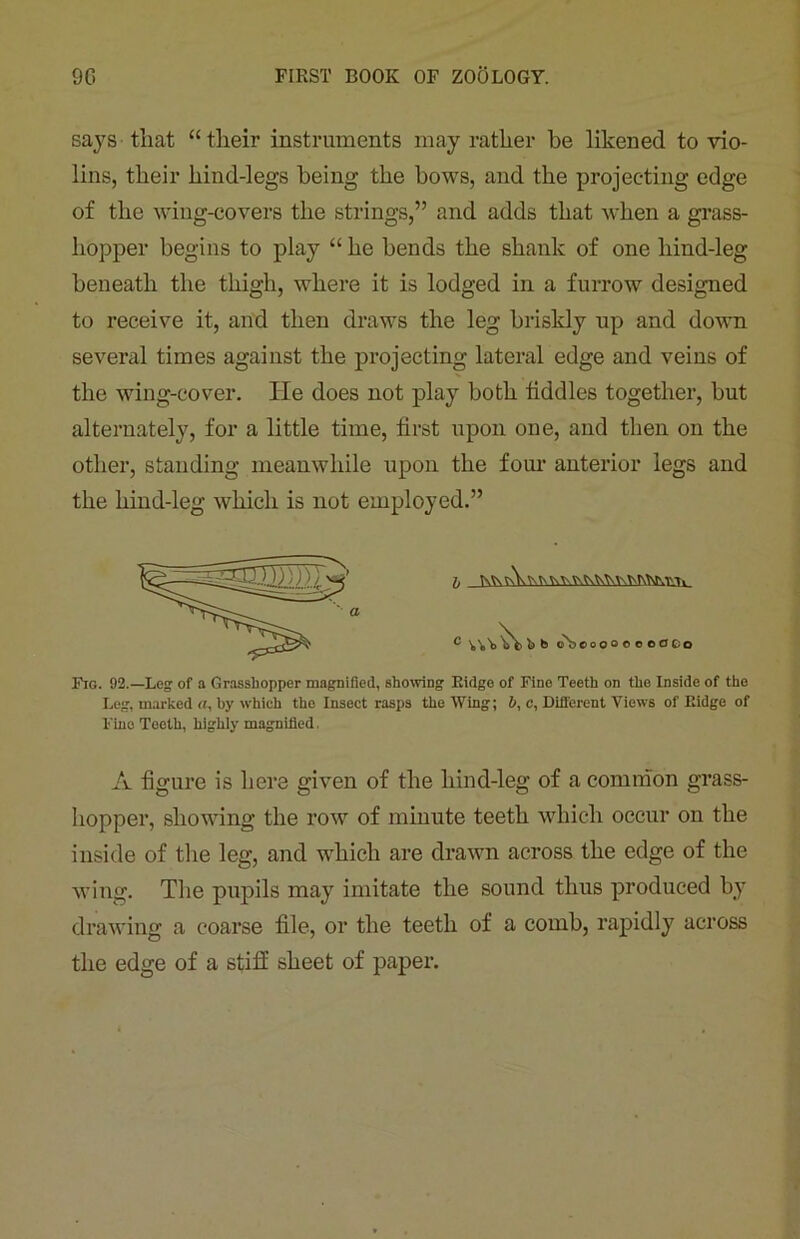 says that “ their instruments may rather he likened to vio- lins, their hind-legs being the bows, and the projecting edge of the wing-covers the strings,” and adds that when a grass- hopper begins to play “ he bends the shank of one liind-leg beneath the thigh, where it is lodged in a furrow designed to receive it, arid then draws the leg briskly up and down several times against the projecting lateral edge and veins of the wing-cover. lie does not play both fiddles together, but alternately, for a little time, first upon one, and then on the other, standing meanwhile upon the four anterior legs and the liind-leg which is not employed.” Fig. 92.— Leg of a Grasshopper magnified, showing Eidge of Fine Teeth on the Inside of the Leg, marked a, by which the Insect rasps the Wing; b, c, Different Views of Eidge of Fine Teeth, highly magnified. A figure is here given of the liind-leg of a common grass- hopper, showing the row of minute teeth which occur on the inside of the leg, and which are drawn across the edge of the wing. The pupils may imitate the sound thus produced by drawing a coarse file, or the teeth of a comb, rapidly across the edge of a stiff sheet of paper.