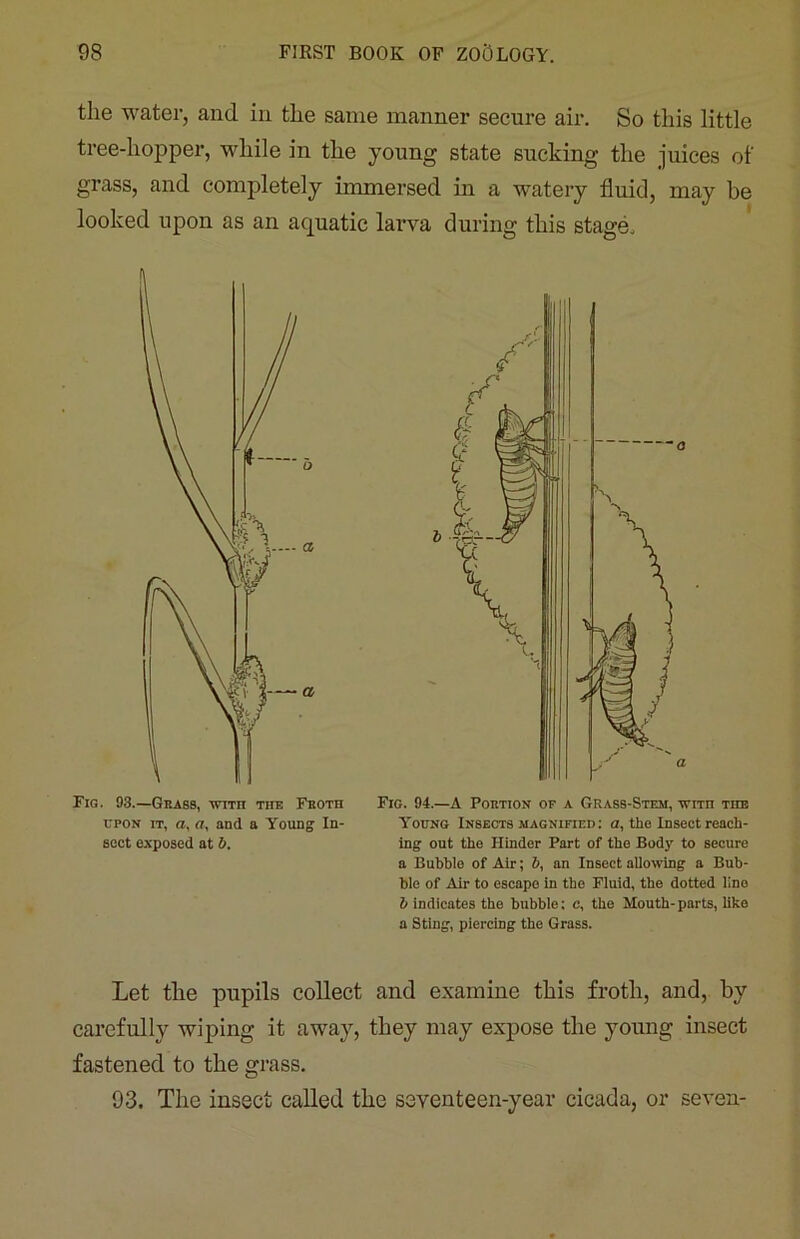 the water, and in the same manner secure air. So this little tree-hopper, while in the young state sucking the juices of grass, and completely immersed in a watery fluid, may be looked upon as an aquatic larva during this stage. Fig. 93.—Geass, with the Feoth upon it, a, a, and a Young In- aect exposed at b. Fig. 94.—A Poetion of a Grass-Stem, wren the Young Insects magnified : a, the Insect reach- ing out the Hinder Part of the Body to secure a Bubble of Air; b, an Insect allowing a Bub- ble of Air to escape in the Fluid, the dotted lino b indicates the bubble; c, the Mouth- parts, like a Sting, piercing the Grass. Let the pupils collect and examine this froth, and, by carefully wiping it away, they may expose the young insect fastened to the grass. 93. The insect called the seventeen-year cicada, or seven-