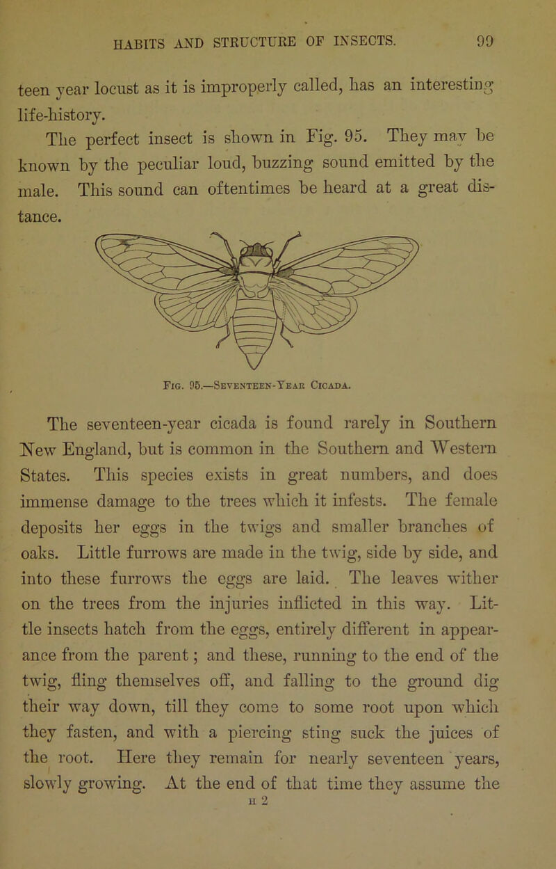 teen year locust as it is improperly called, lias an interesting life-history. The perfect insect is shown in Fig. 95. They may he known by the peculiar loud, buzzing sound emitted by the male. This sound can oftentimes be heard at a great dis- tance. The seventeen-year cicada is found rarely in Southern New England, but is common in the Southern and Western States. This species exists in great numbers, and does immense damage to the trees which it infests. The female deposits her eggs in the twigs and smaller branches of oaks. Little furrows are made in the twig, side by side, and into these furrows the eggs are laid. The leaves wither on the trees from the injuries inflicted in this way. Lit- tle insects hatch from the eggs, entirely different in appear- ance from the parent; and these, running to the end of the twig, fling themselves off, and falling to the ground dig their way down, till they come to some root upon which they fasten, and with a piercing sting suck the juices of the root. Here they remain for nearly seventeen years, slowly growing. At the end of that time they assume the
