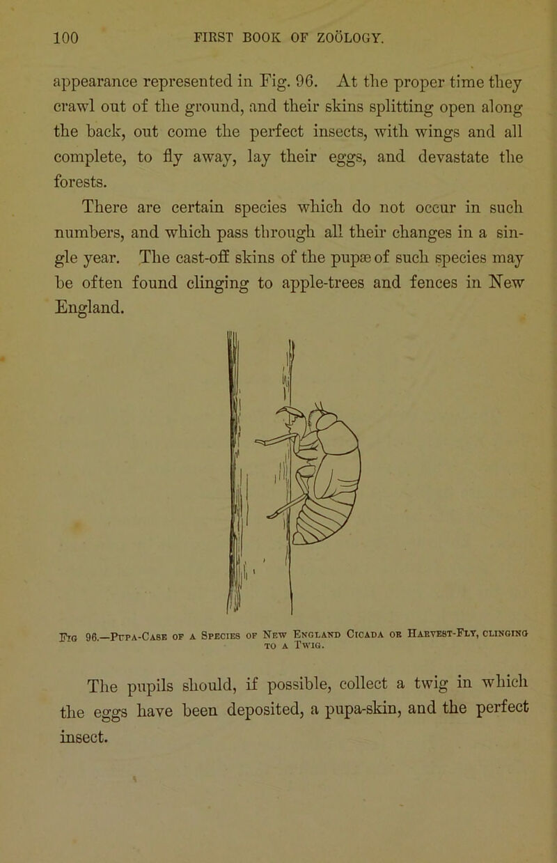 appearance represented in Fig. 96. At the proper time they crawl out of the ground, and their skins splitting open along the back, out come the perfect insects, with wings and all complete, to fly away, lay their eggs, and devastate the forests. There are certain species which do not occur in such numbers, and which pass through all their changes in a sin- gle year. The cast-ofl: skins of the pupae of such species may be often found clinging to apple-trees and fences in New England. Ftg 96.—Ptpa-Case op a Species of New England Cicada ob Hartest-Fly, clinging to a Twig. The pupils should, if possible, collect a twig in which the eggs have been deposited, a pupa-skin, and the perfect insect.