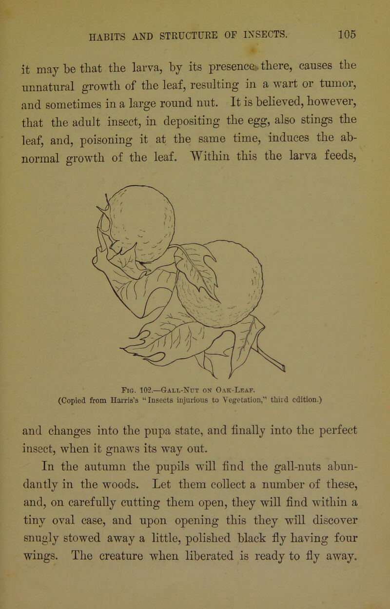 it may be that the larva, by its presence, there, causes the unnatural growth of the leaf, resulting in a wart or tumor, and sometimes in a large round nut. It is believed, however, that the adult insect, in depositing the egg, also stings the leaf, and, poisoning it at the same time, induces the ab- normal growth of the leaf. Within this the larva feeds, Fig. 102.—Gall-Nut on Oak-Leap. (Copied from Harris’s “Insects injurious to Vegetation,’’ tliird edition.) and changes into the pupa state, and finally into the perfect insect, when it gnaws its way out. In the autumn the pupils will find the gall-nuts abun- dantly in the woods. Let them collect a number of these, and, on carefully cutting them open, they will find within a tiny oval case, and upon opening this they will discover snugly stowed away a little, polished black fly having four wings. The creature when liberated is ready to fly away.