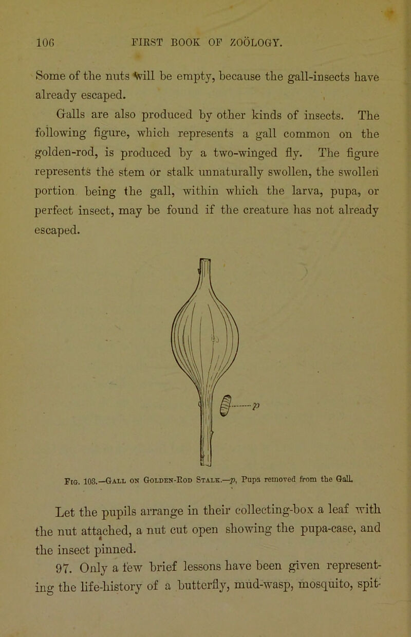 Some of the nuts Vill he empty, because the gall-insects have already escaped. Galls are also produced by other kinds of insects. The following figure, which represents a gall common on the golden-rod, is produced by a two-winged fly. The figure represents the stem or stalk unnaturally swollen, the swollen portion being ihe gall, within which the larva, pupa, or perfect insect, may he found if the creature has not already escaped. Fig. 103.—Gall on Golden-Rod Stalk.—p, Pupa removed from the Gall. Let the pupils arrange in their collecting-box a leaf with the nut attached, a nut cut open showing the pupa-case, and the insect pinned. 97. Only a few brief lessons have been given represent- ing the life-history of a butterfly, mud-wasp, mosquito, spit