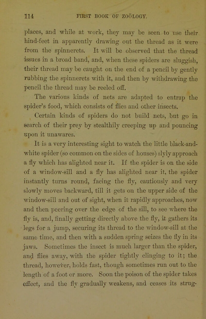places, and while at work, they may he seen to use their hind-feet in apparently drawing out the thread as it were from the spinnerets. It will be observed that the thread issues in a broad band, and, when these spiders are sluggish, their thread may be caught on the end of a pencil by gently rubbing the spinnerets with it, and then by withdrawing the pencil the thread may be reeled olf. The various kinds of nets are adapted to entrap the spider’s food, which consists of flies and other insects. Certain kinds of spiders do not build nets, but go in search of their prey by stealthily creeping up and pouncing upon it unawares. It is a very interesting sight to watch the little black-and- white spider (so common on the sides of houses) slyly approach a fly which has alighted near it. If the spider is on the side of a window-sill and a fly has alighted near it, the spider instantly turns round, facing the fly, cautiously and very slowly moves backward, till it gets on the upper side of the window-sill and out of sight, when it rapidly approaches, now and then peering over the edge of the sill, to see where the fly is, and, finally getting directly above the fly, it gathers its legs for a jump, securing its thread to the window-sill at the same time, and then with a sudden spring seizes the fly in its jaws. Sometimes the insect is much larger than the spider, and flies away, with the spider tightly clinging to it; the thread, however, holds fast, though sometimes run out to the length of a foot or more. Soon the poison of the spider takes effect, and the fly gradually weakens, and ceases its strug-