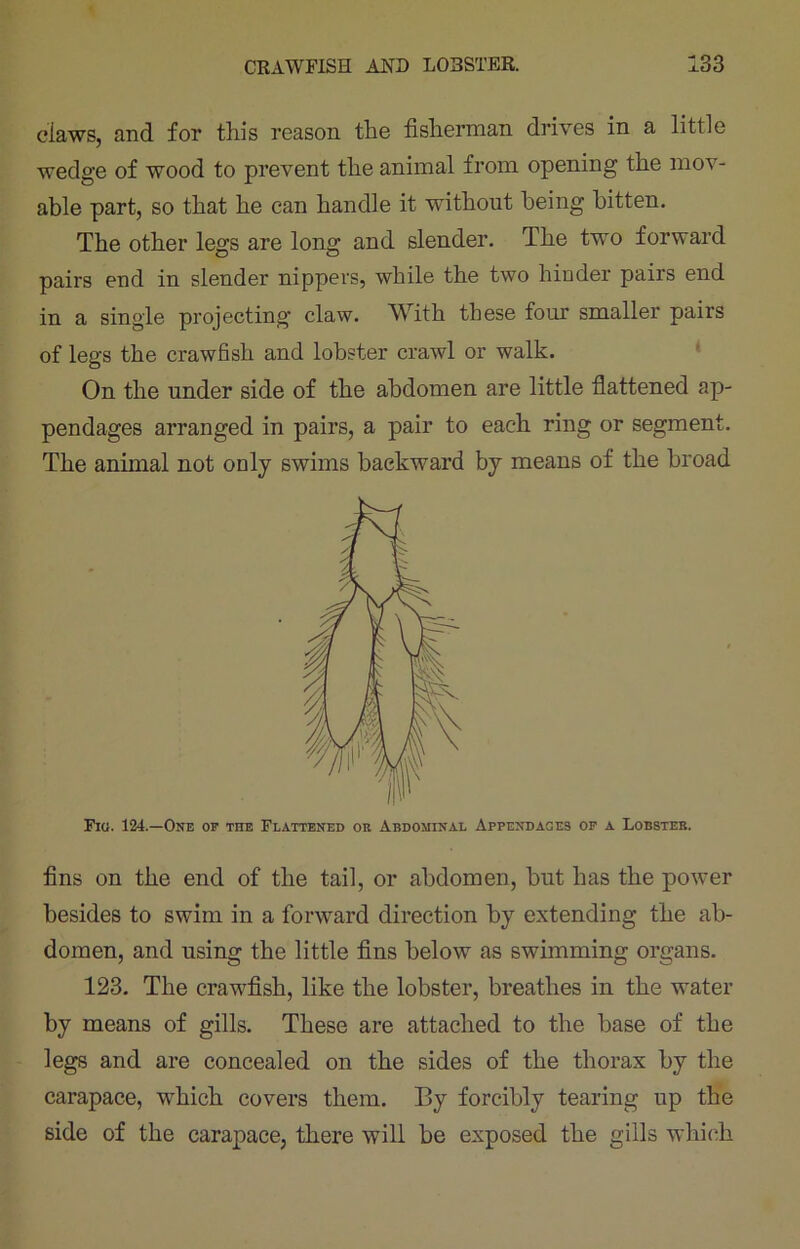 claws, and for this reason the fisherman drives in a little wedge of wood to prevent the animal from opening the mov- able part, so that he can handle it without being bitten. The other legs are long and slender. The two forward pairs end in slender nippers, while the two hinder pairs end in a single projecting claw. With these four smaller pairs of legs the crawfish and lobster crawl or walk. On the under side of the abdomen are little flattened ap- pendages arranged in pairs, a pair to each ring or segment. The animal not only swims backward by means of the broad Fig. 124.—One op the Flattened or Abdominal Appendages op a Lobster. fins on the end of the tail, or abdomen, but has the power besides to swim in a forward direction by extending the ab- domen, and using the little fins below as swimming organs. 123. The crawfish, like the lobster, breathes in the water by means of gills. These are attached to the base of the legs and are concealed on the sides of the thorax by the carapace, which covers them. By forcibly tearing up the side of the carapace, there will be exposed the gills which