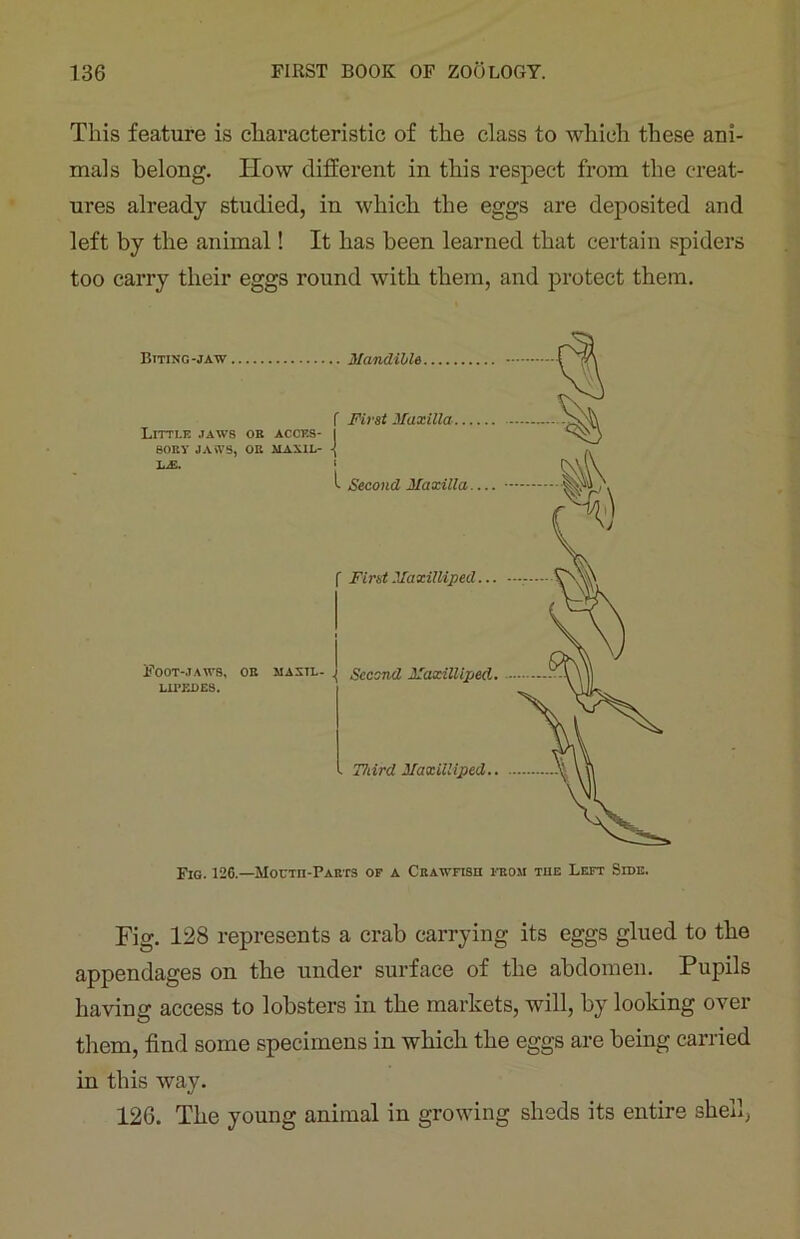 This feature is characteristic of the class to which these ani- mals belong. Iiow different in this respect from the creat- ures already studied, in which the eggs are deposited and left by the animal! It has been learned that certain spiders too carry their eggs round with them, and protect them. Fig. 126.—Moutii-Parts of a Crawfish from the Left Side. Fig. 128 represents a crab carrying its eggs glued to the appendages on the under surface of the abdomen. Pupils having access to lobsters in the markets, will, by looking over them, find some specimens in which the eggs are being carried in this way. 126. The young animal in growing sheds its entire shell,