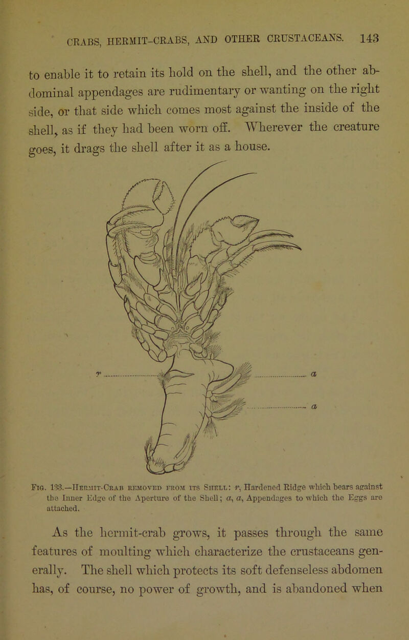 to enable it to retain its bold on the shell, and the other ab- dominal appendages are rudimentary or wanting on the right side, or that side which comes most against the inside of the shell, as if they had been worn off. Wherever the creature goes, it drags the shell after it as a house. Pig. 133.—IIermit-Ceab removed from its Sheu,: r. Hardened Ridge which bears against the Inner Edge of the Aperture of the Shell; a, a. Appendages to which the Eggs are attached. As the hermit-crab grows, it passes through the same features of moulting which characterize the crustaceans gen- erally. The shell which protects its soft defenseless abdomen has, of course, no power of growth, and is abandoned when