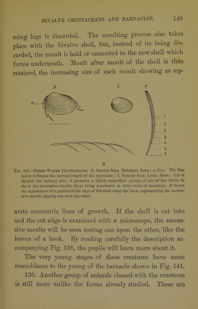 ming legs is discarded. The moulting process also takes place with the bivalve shell, but, instead of its being dis- carded, the moult is held or cemented to the new shell which forms underneath. IVIoult after moult of the shell is thus retained, the increasing size of each moult showing as sep- B Fin. 139.—Fresh-Water Crustaceans; D, Species from Dubuque, Iowa; e. Eye. The line below indicates the natural length of the specimen ; L. Species from Lynn. Mass.: this is figured the natural size; S presents a highly-magnified section of one of the shells, to show the successive moults, these being numbered in their order of moulting; B shows the appearance of a portion of the edge of the shell along the back, representing the succes- sive moults lapping one over the other. arate concentric lines of growth. If the shell is cut into and the cut edge is examined with a microscope, the succes- sive moults will be seen resting one upon the other, like the leaves of a book. By reading carefully the description ac- companying Fig. 138, the pupils will learn more about it. The very young stages of these creatures have some resemblance to the young of the barnacle shown in Fig. 141. 136. Another group of animals classed with the Crustacea is still more unlike the forms already studied. These are